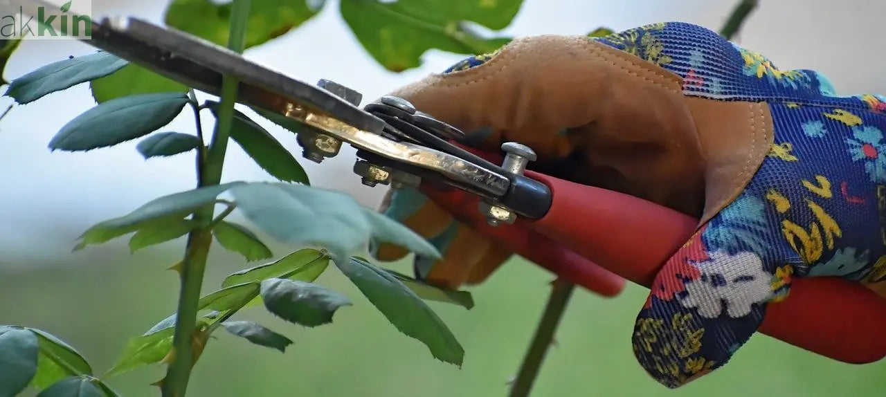 Pruning Basics: A Guide to Pruning Shrubs and Trees - AK Kin Garden ...