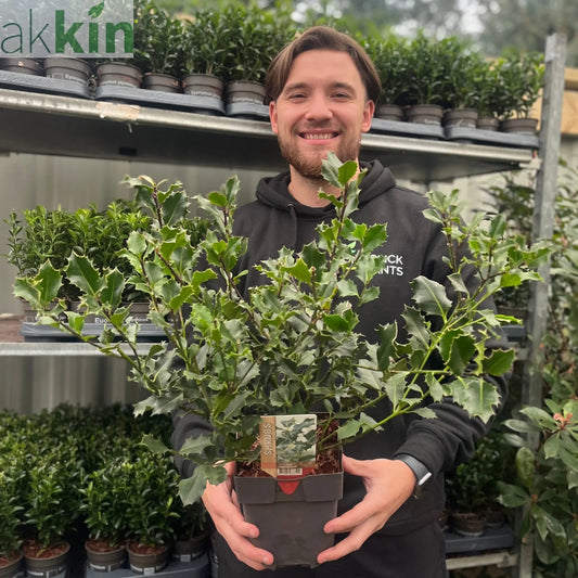 Ilex aquifolium (Holly Bush)  9cm / 2L One Click Plants