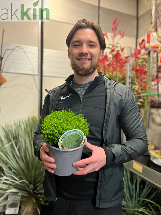 Hebe 'Emerald Gem' 'Green Globe' 9cm / 1L / 2L / 7.5L One Click Plants