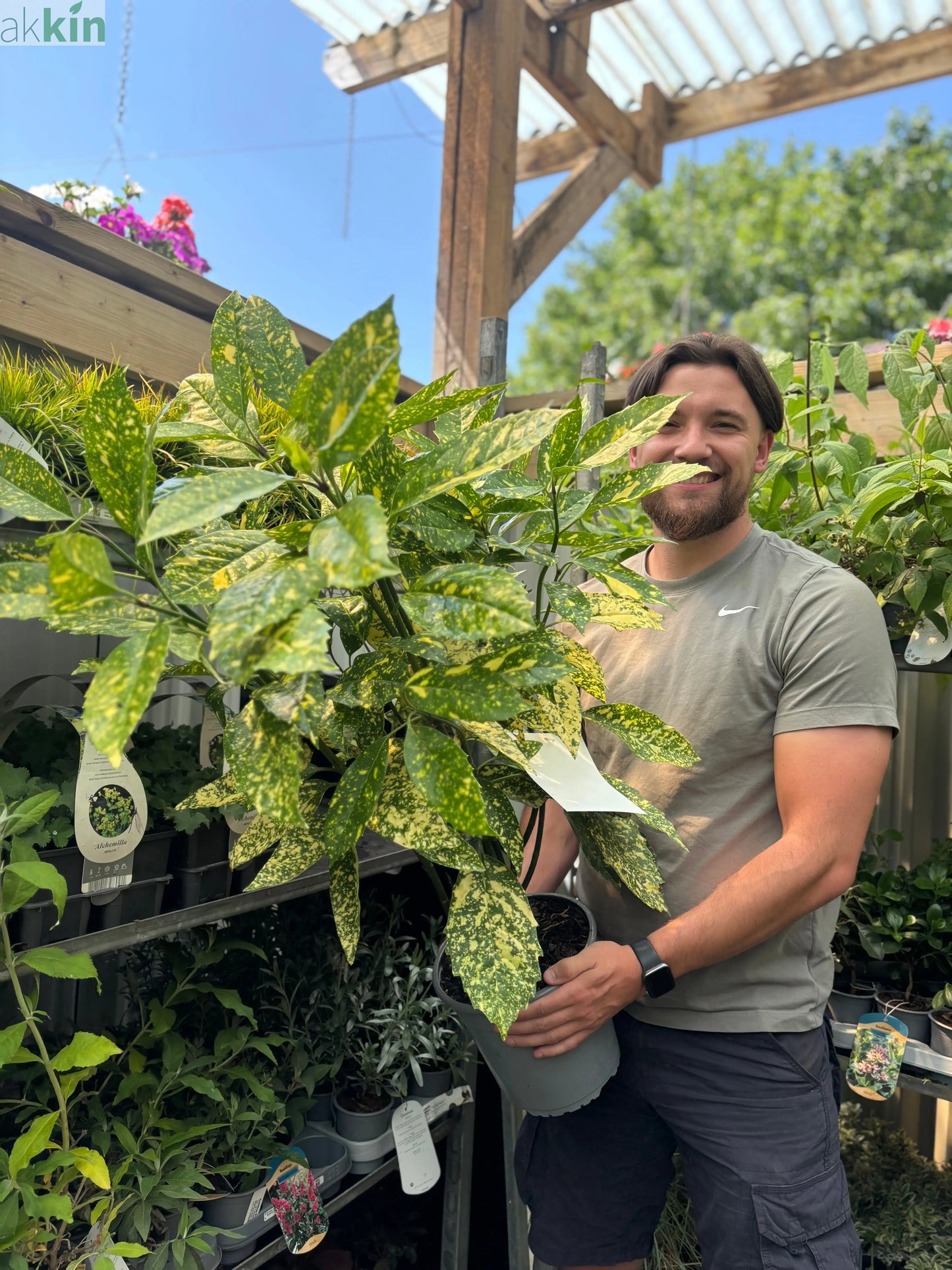 Aucuba Spotted Laurel 2L / 5L One Click Plants