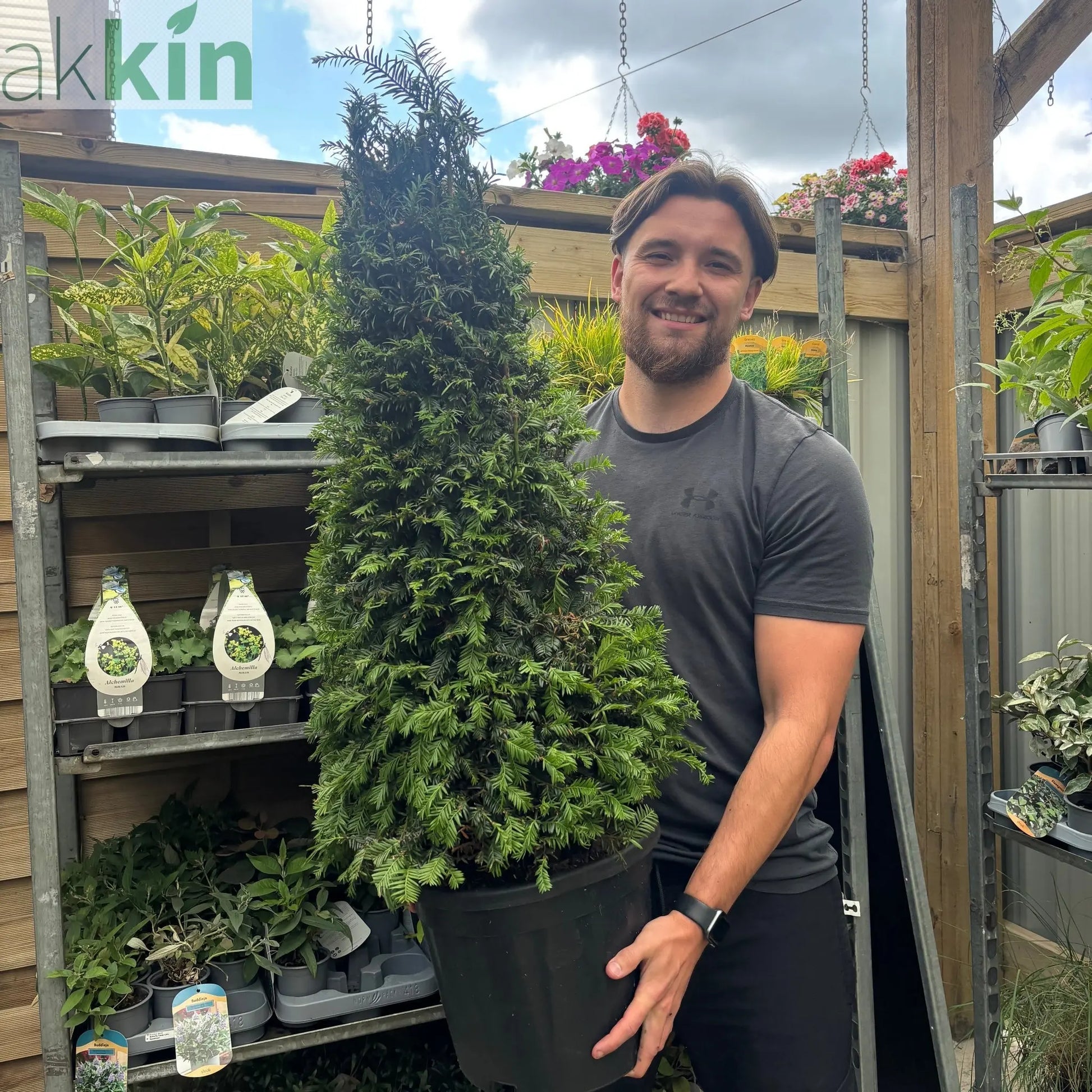 Yew Cone - Taxus Baccata Cone 5L / 7.5L / 10L One Click Plants