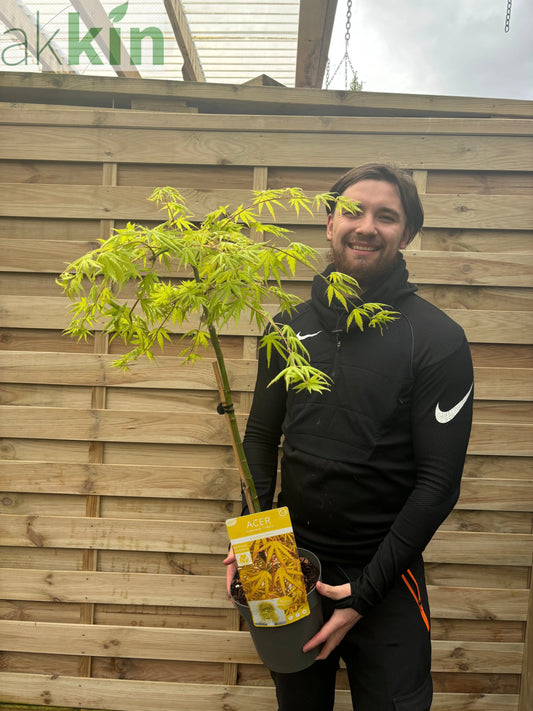 Acer palmatum 'Cascade Citrine' Standard (100cm) One Click Plants