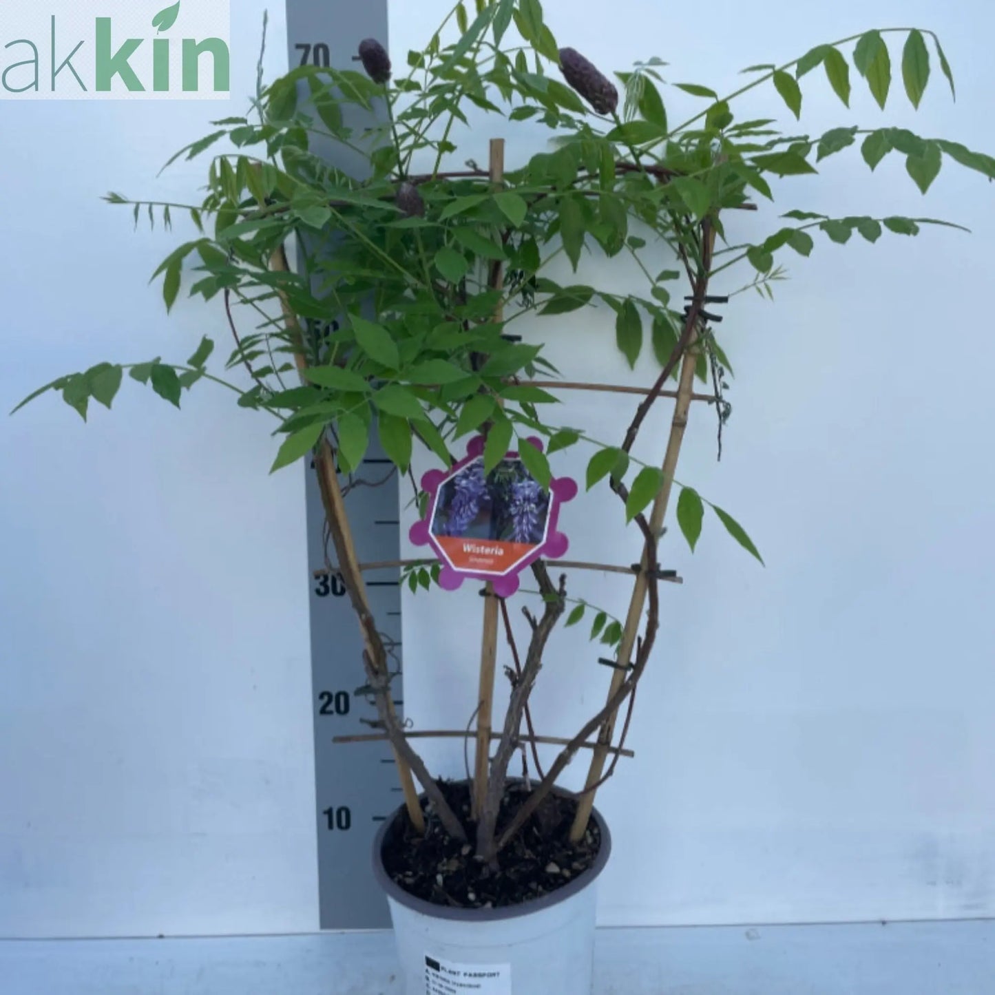 Wisteria sinensis on Frame 'Amethyst Falls' | Will Flower This Summer One Click Plants