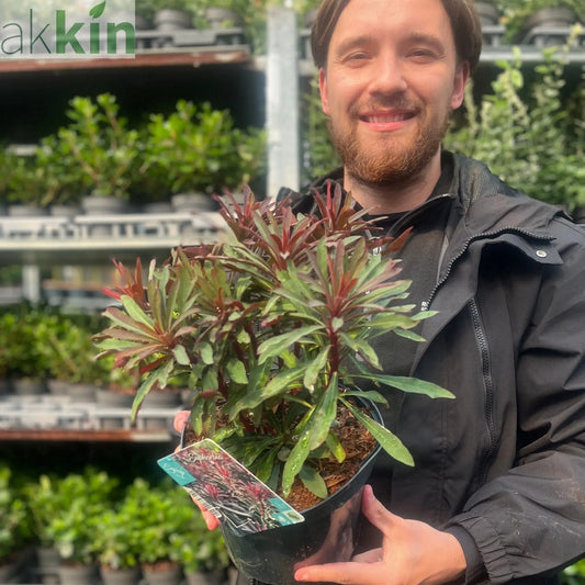 Euphorbia 'Miners Merlot' 9cm/2L One Click Plants