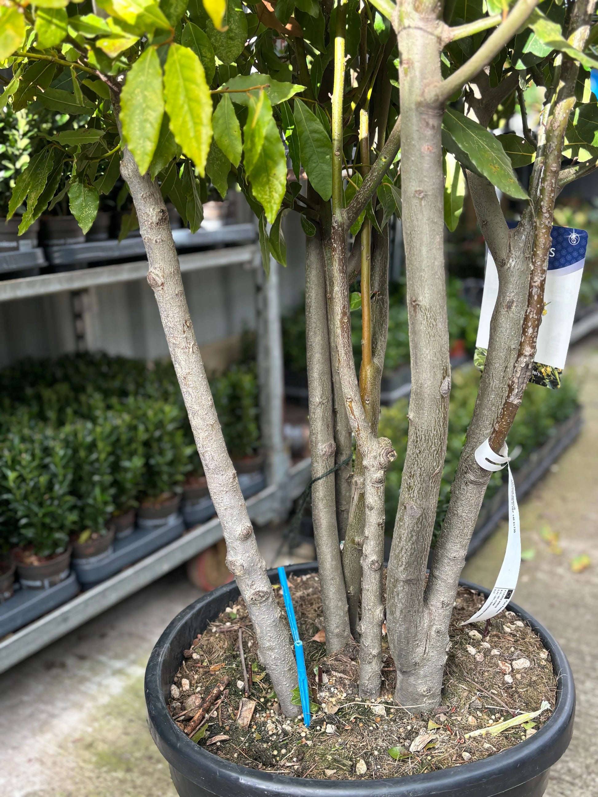 Multistem Bay Tree (Laurus Nobilis) 35L 160-180cm One Click Plants