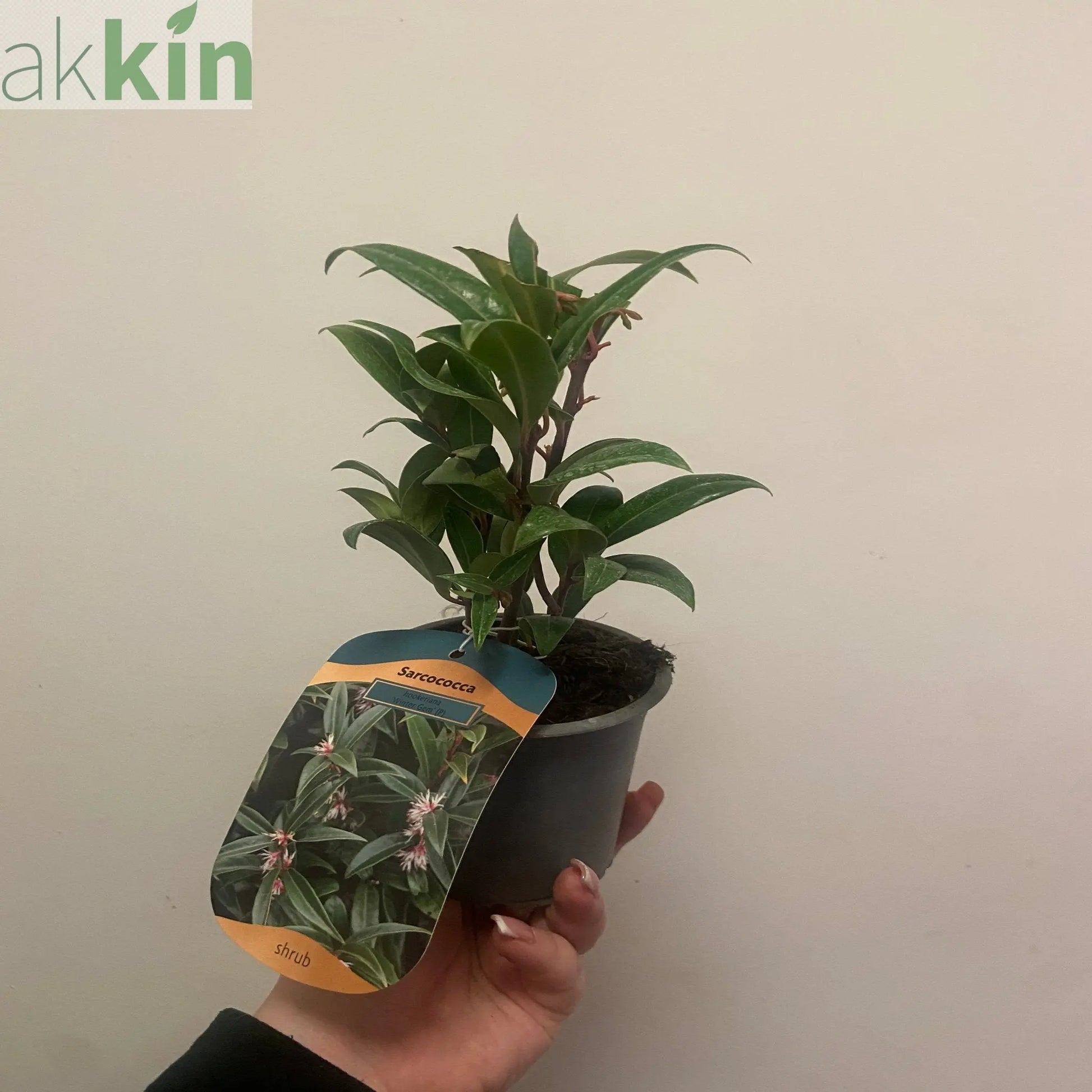 Sarcococca hookeriana 'Winter Gem' 9cm / 2L One Click Plants