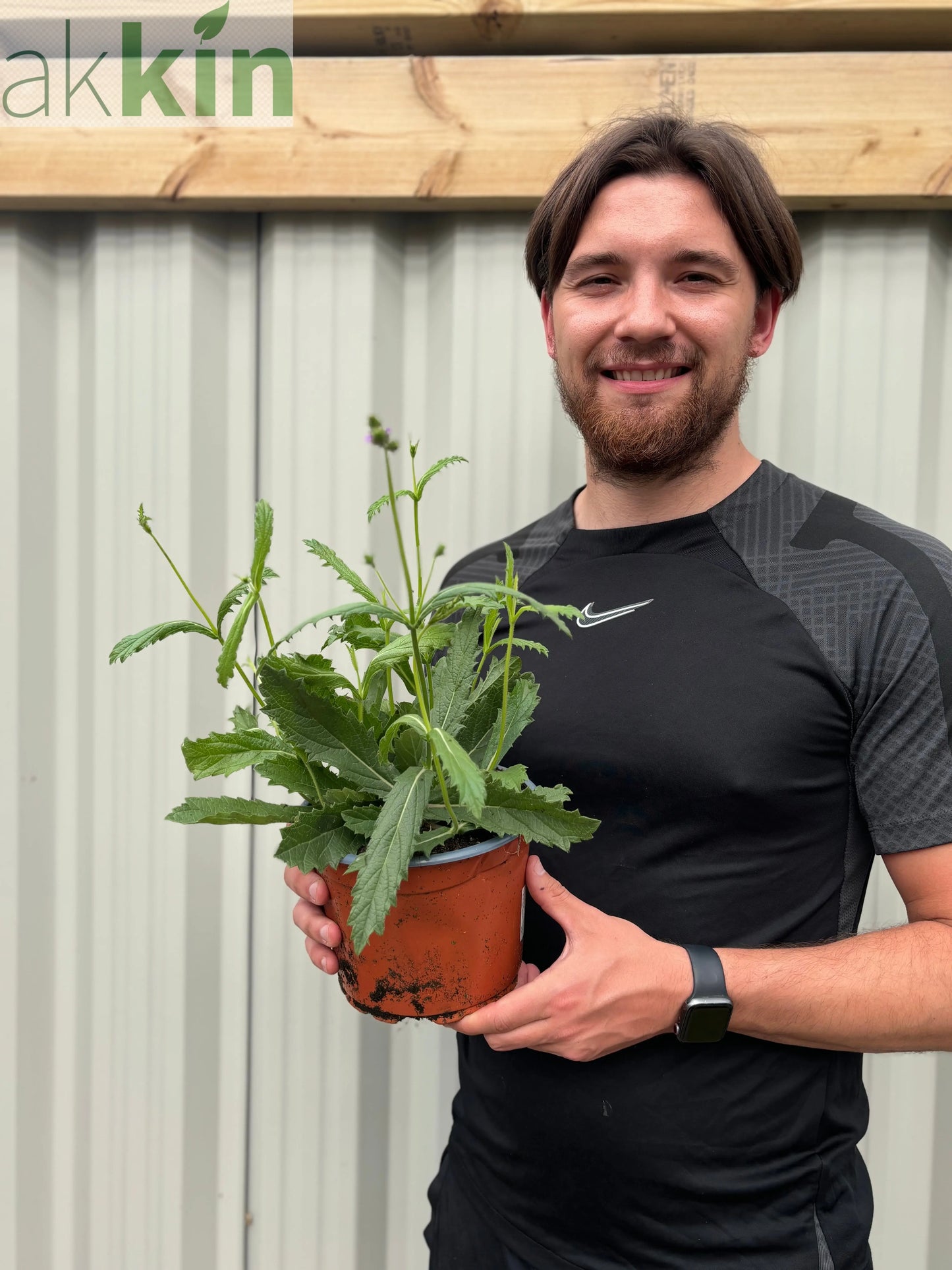 Verbena 'Rigida' 9cm/1.5L/2L One Click Plants