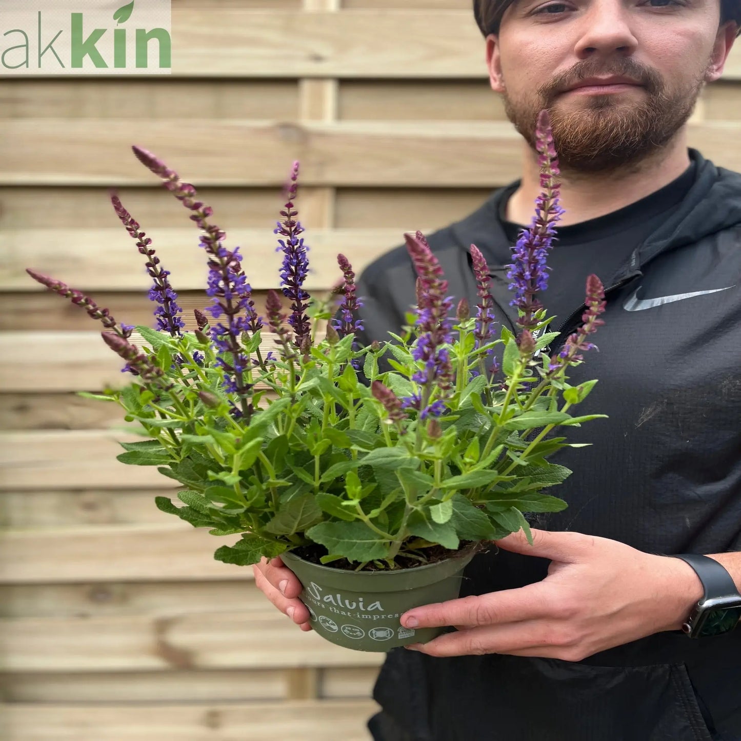 Salvia nemorasa 'Ostfriesland' Blue 9cm / 2L One Click Plants
