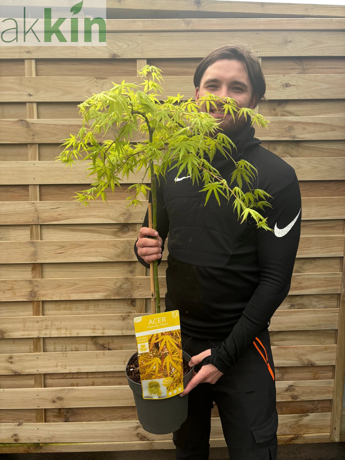 Acer palmatum 'Cascade Citrine' Standard (100cm) One Click Plants