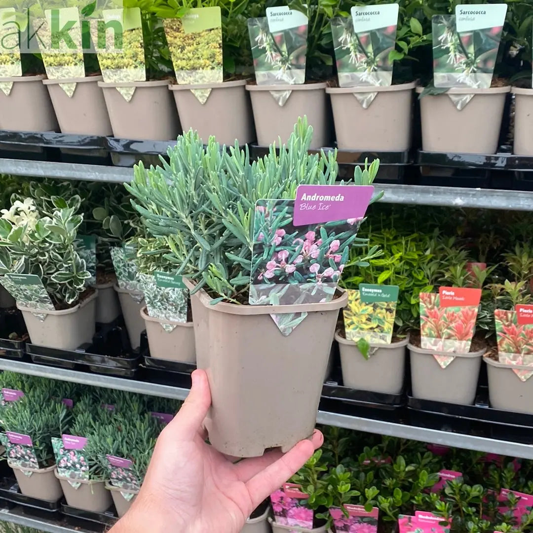 Andromeda 'Blue Ice' 9cm One Click Plants