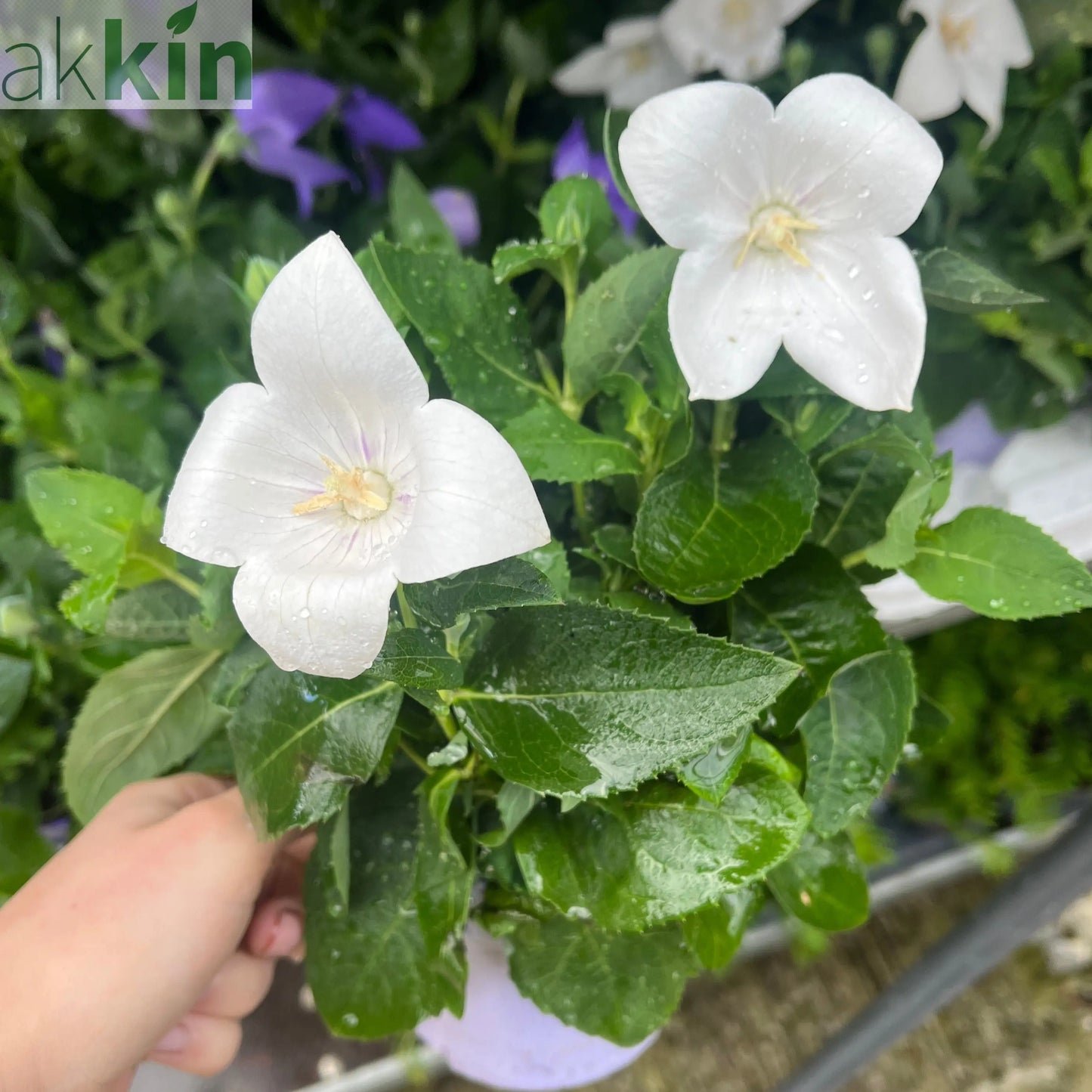 Platycodon White 9cm One Click Plants