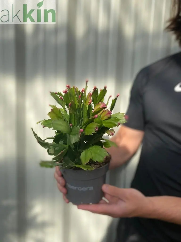 Christmas Cactus (Schlumbergera bridgesii) One Click Plants