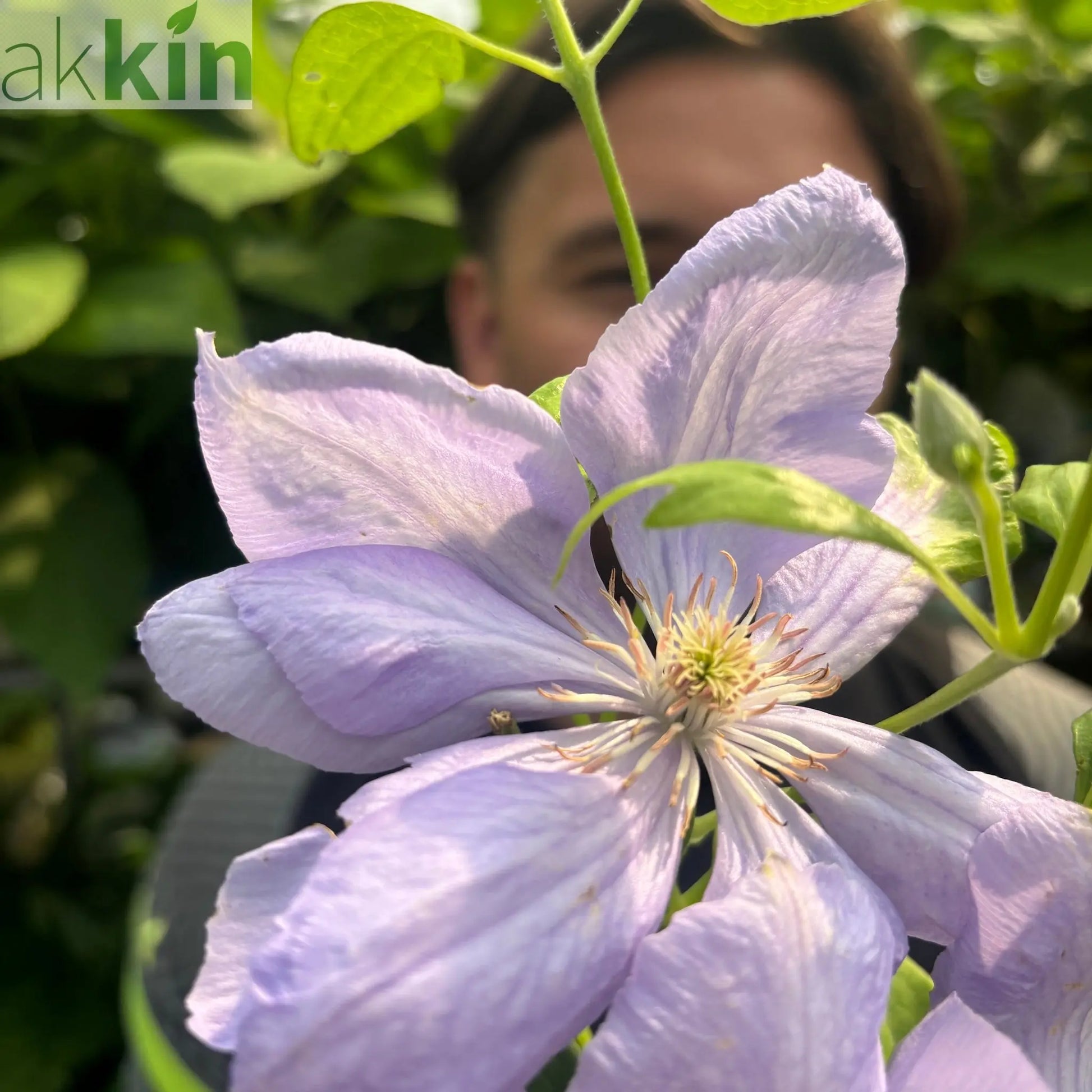 Clematis 'Mrs. Cholmondeley' 60cm One Click Plants