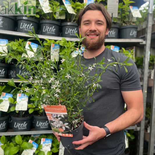 Eriostemon 'Flower Girl White' 2L One Click Plants