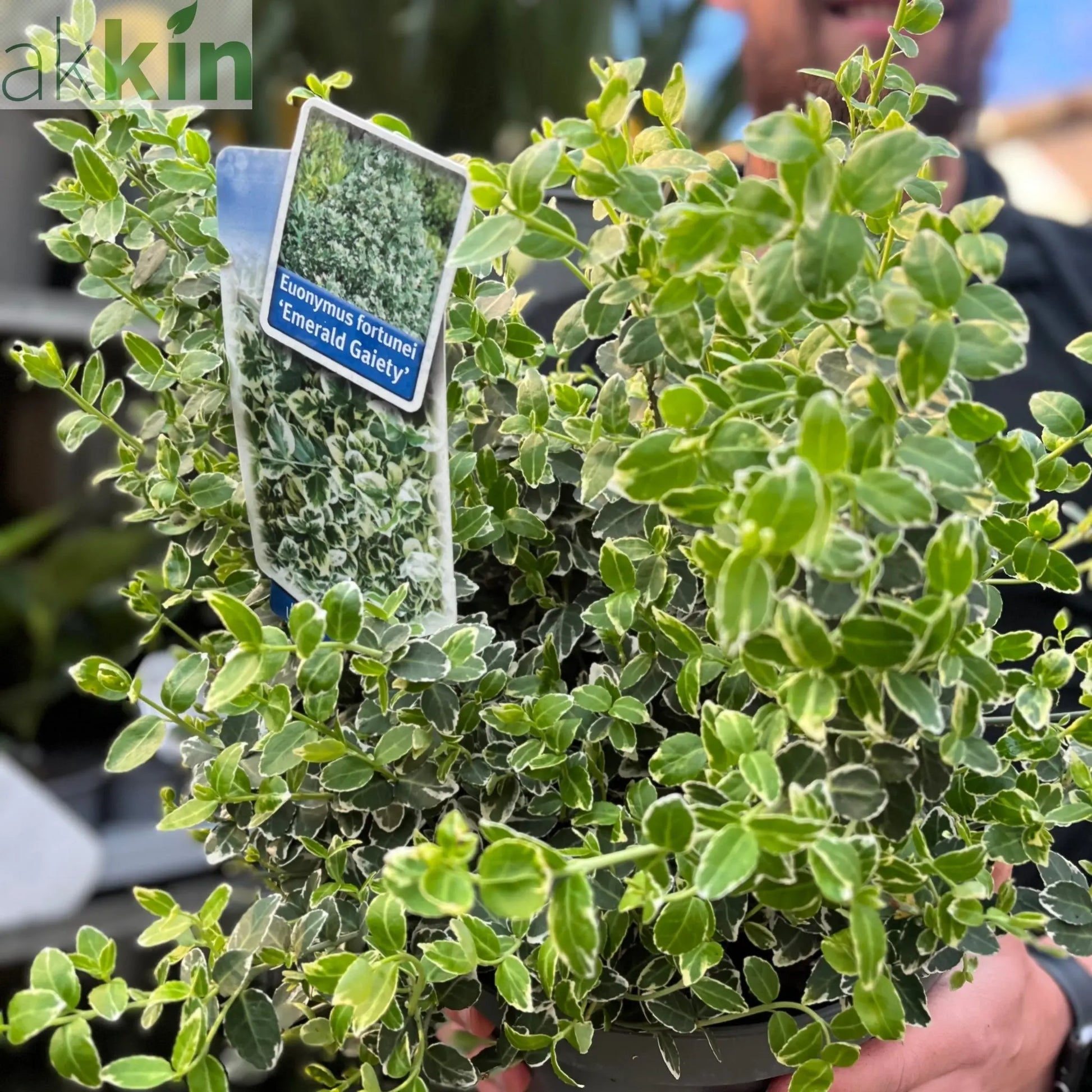Euonymus fortunei ‘Emerald Gaiety’ 1L / 5L One Click Plants