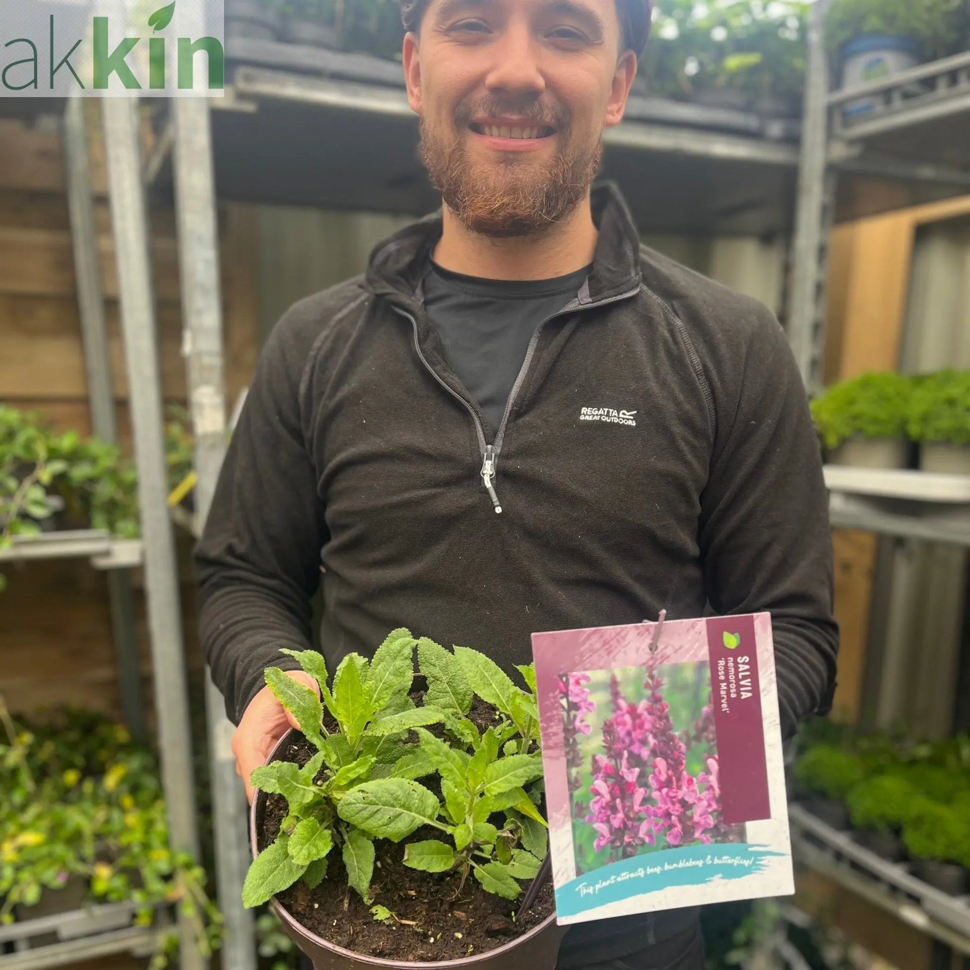 Salvia nemorosa 'Rose Marvel' 9cm/3L One Click Plants