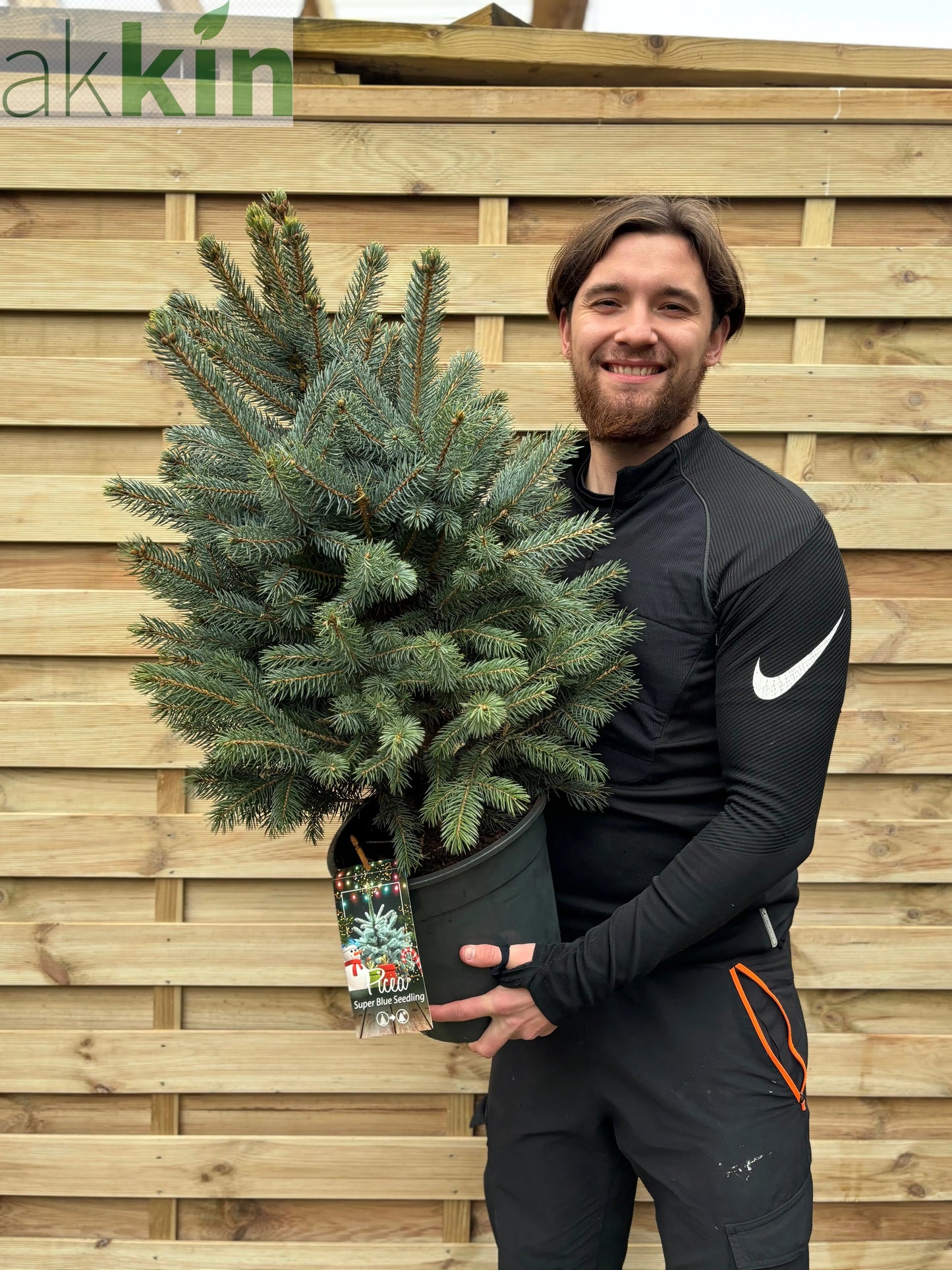 Potted Real Christmas Tree | Picea pungens Super Blue | 70-80cm One Click Plants