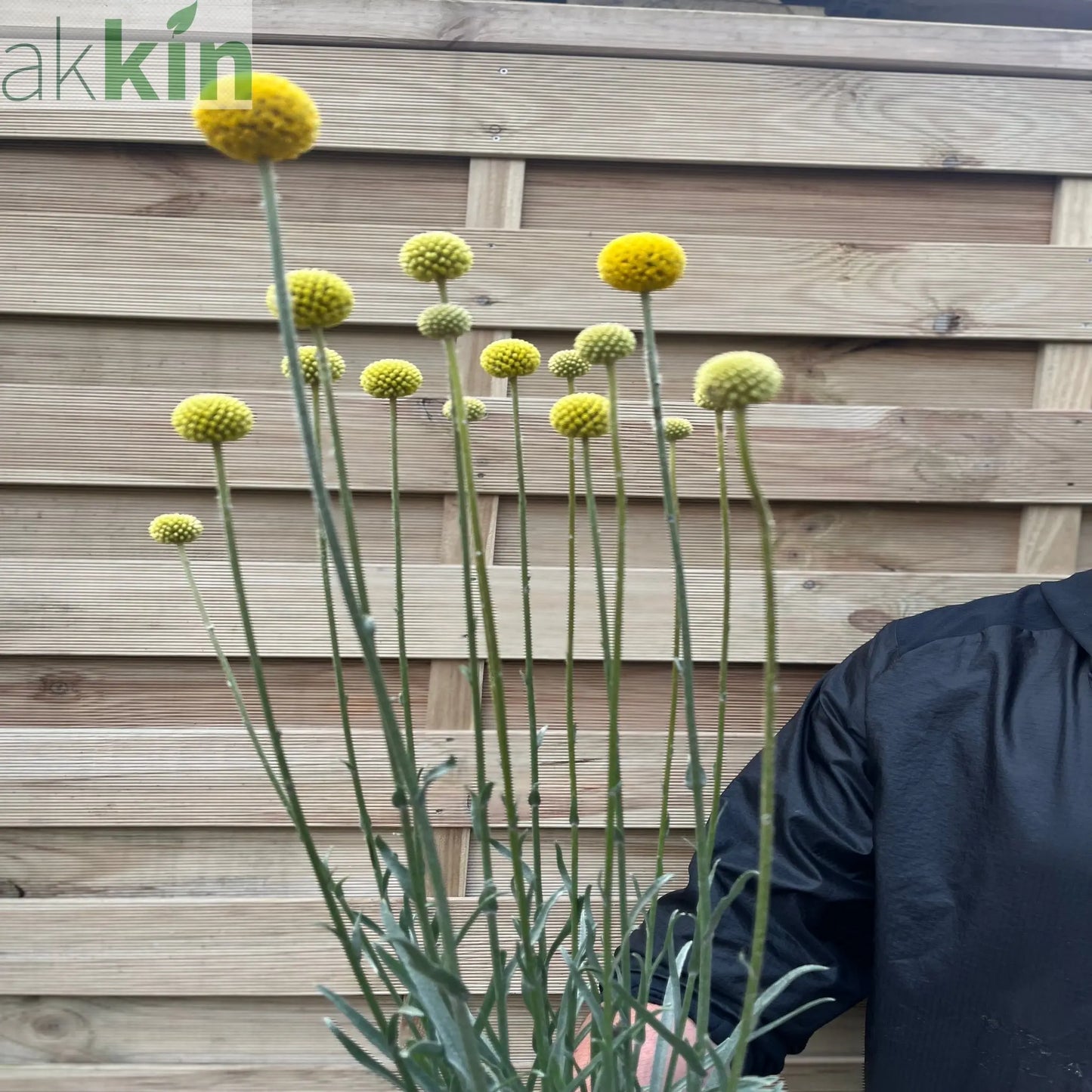 Craspedia globosa 'Golf Beauty' 2L One Click Plants