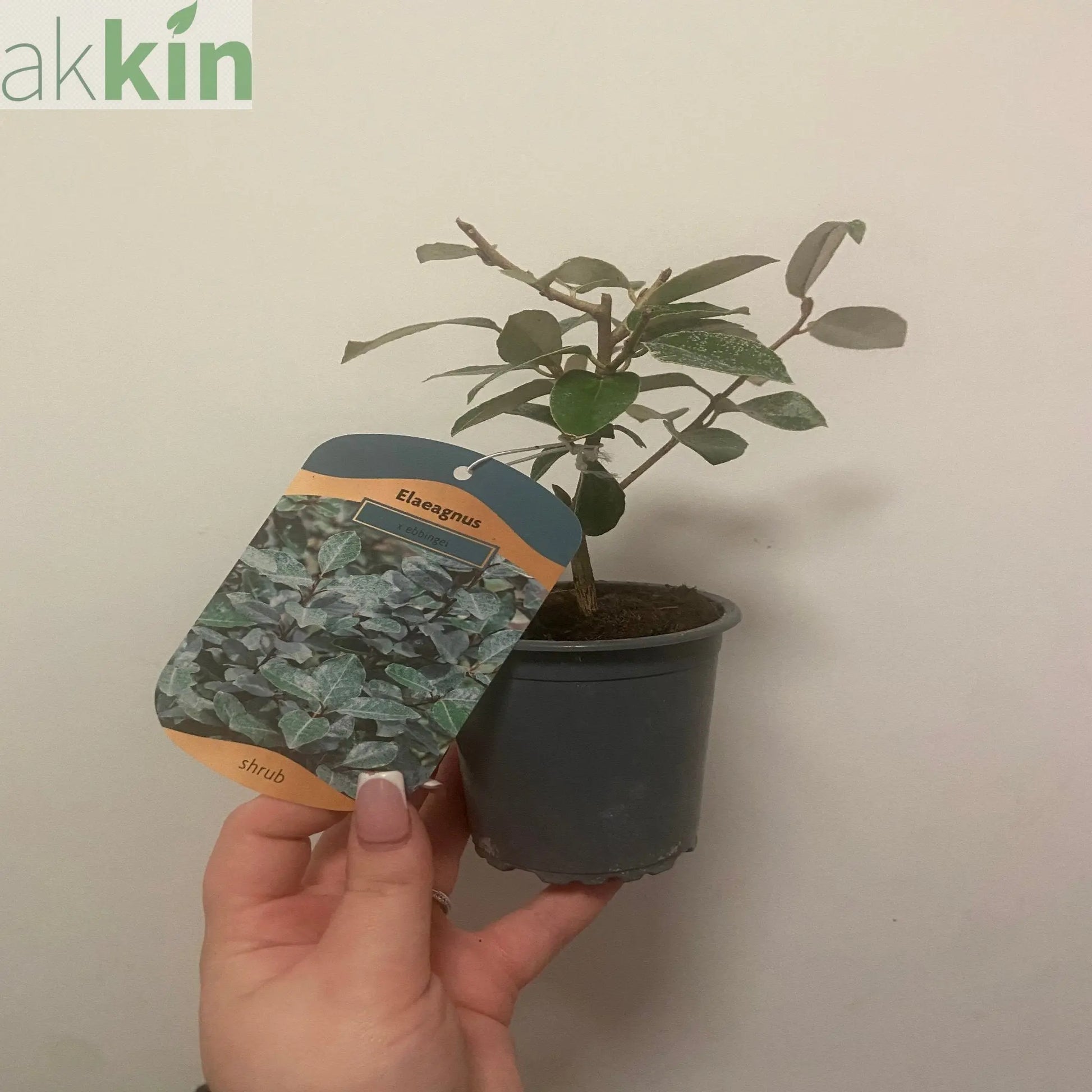 Elaeagnus x ebbingei Compacta (Multibuy Offers Available) One Click Plants