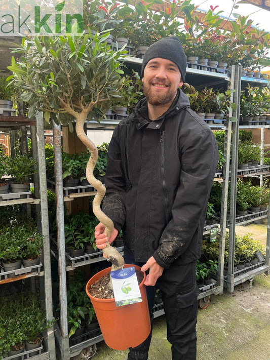 4-5ft Twisted Stem Olive Tree | Hardy Evergreen Potted Tree (Multibuy Offers Available) One Click Plants