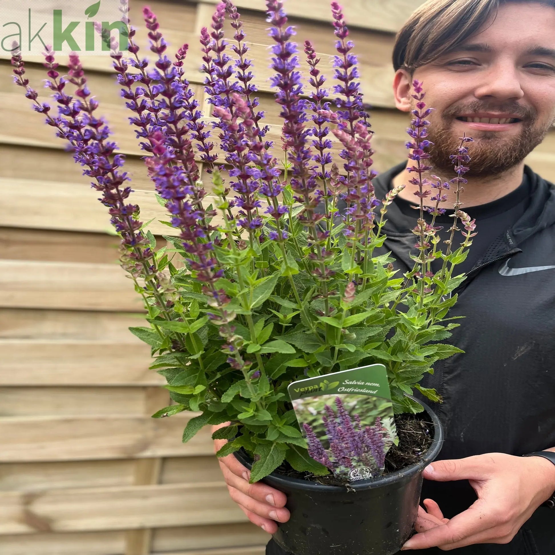 Salvia nemorasa 'Ostfriesland' Blue 9cm / 2L One Click Plants