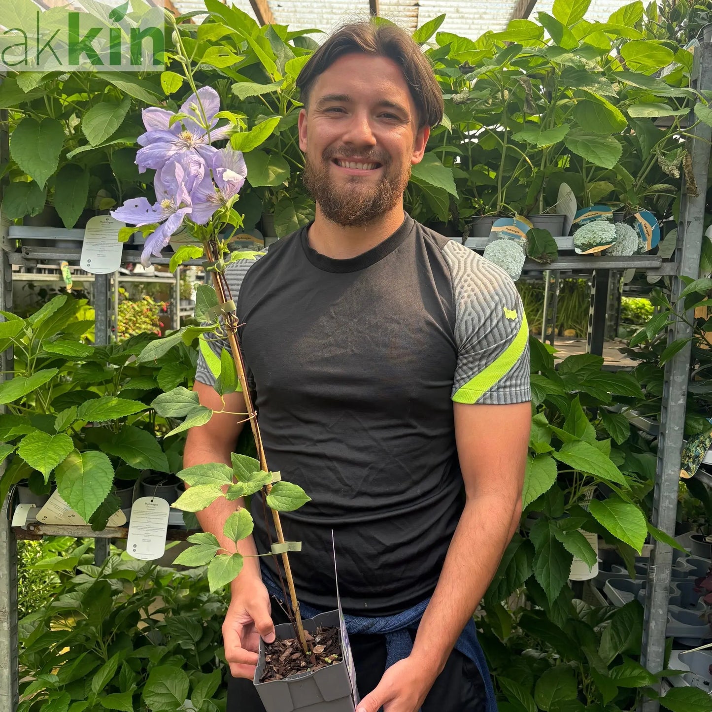 Clematis 'Mrs. Cholmondeley' 60cm One Click Plants