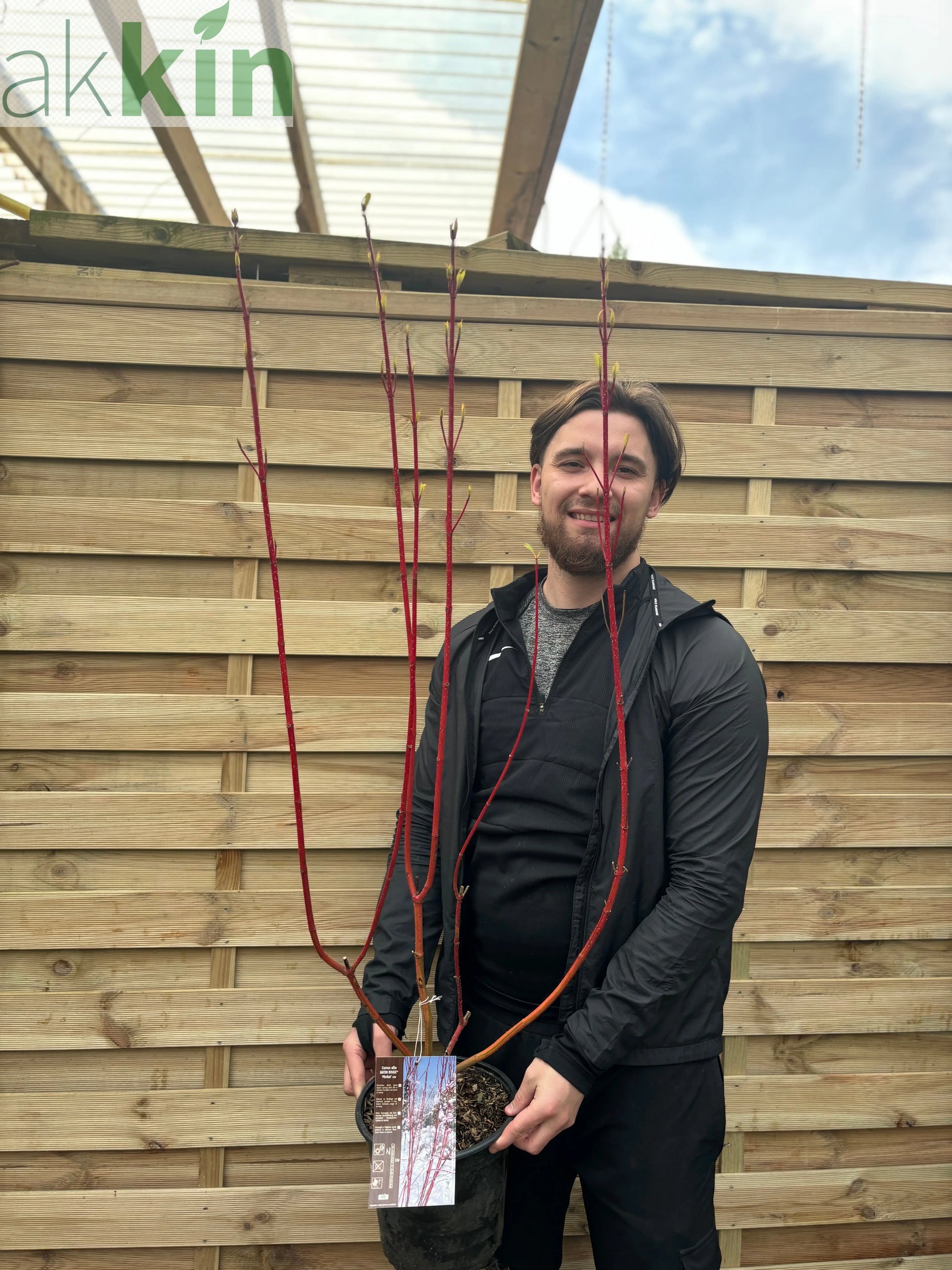 Cornus 'Sibrica' (Siberian Dogwood) 2L One Click Plants