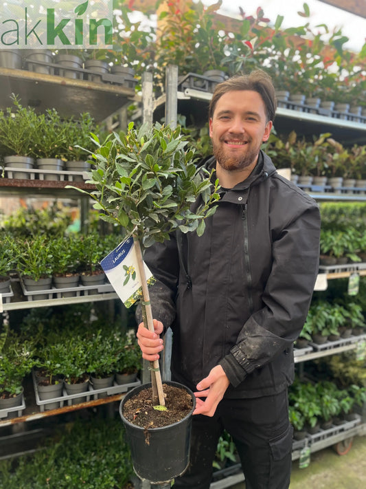 Standard Bay Tree | Laurus nobilis | 90-100cm One Click Plants