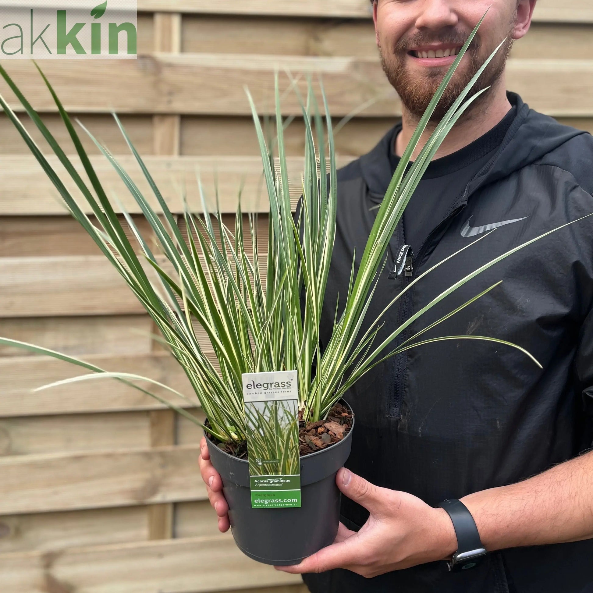 Acorus gramineus 'Argenteostriatus'  1.8L One Click Plants