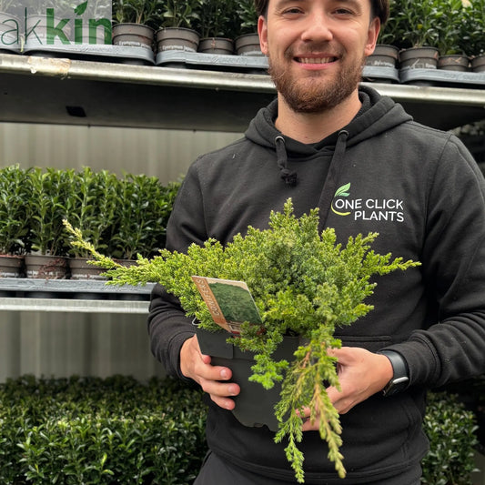 Juniperus procumbens 'Nana' 2L One Click Plants