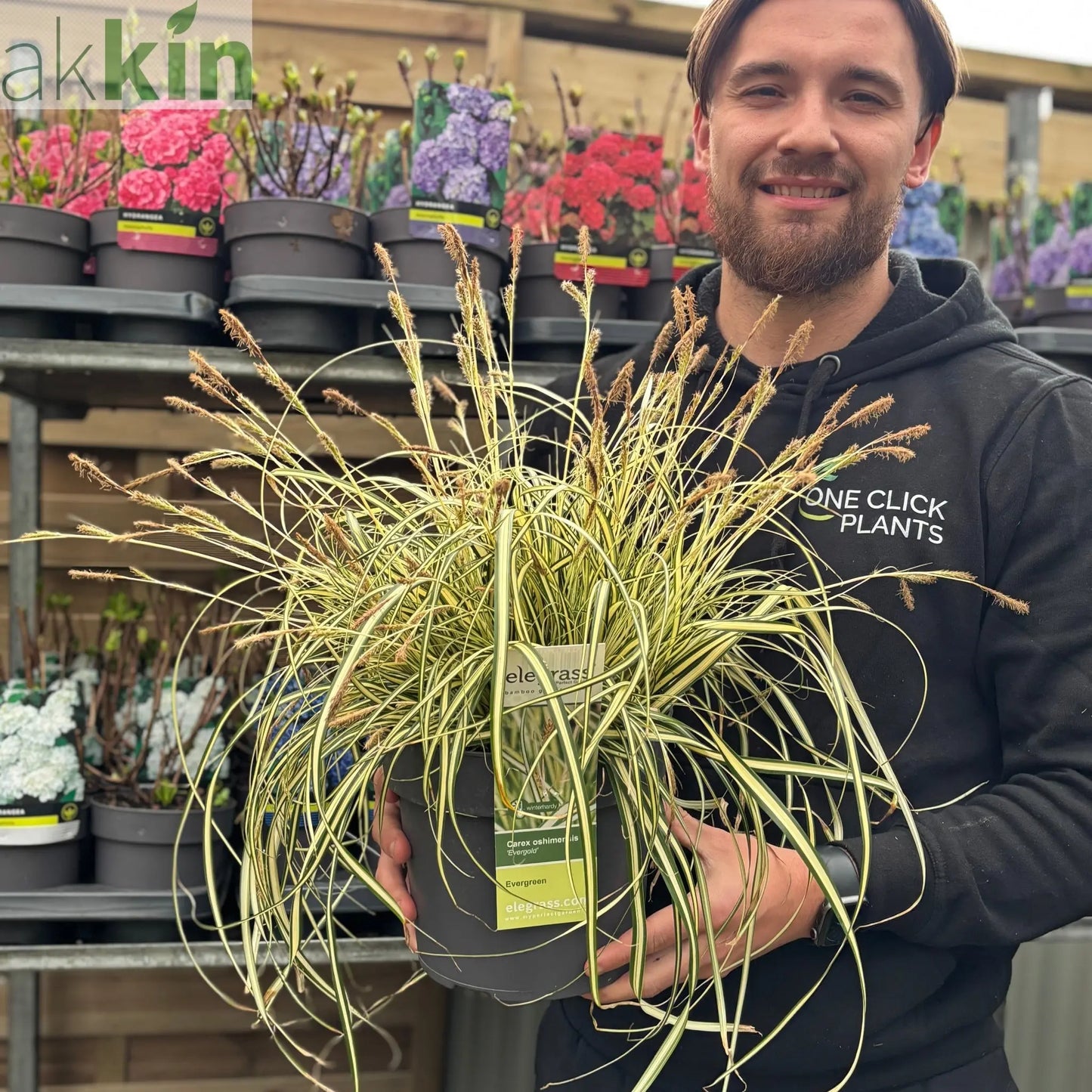 Carex oshimensis 'Evergold' Grass 8cm / 1L / 2L / 3L One Click Plants