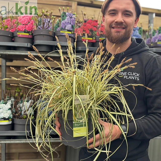 Carex oshimensis 'Evergold' Grass 8cm / 1L / 2L / 3L One Click Plants