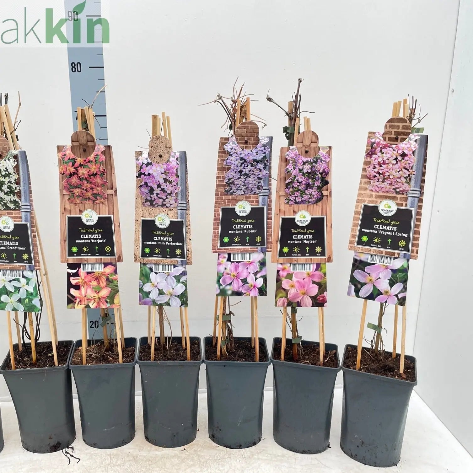 Clematis montana 'Mayleen' 60cm One Click Plants