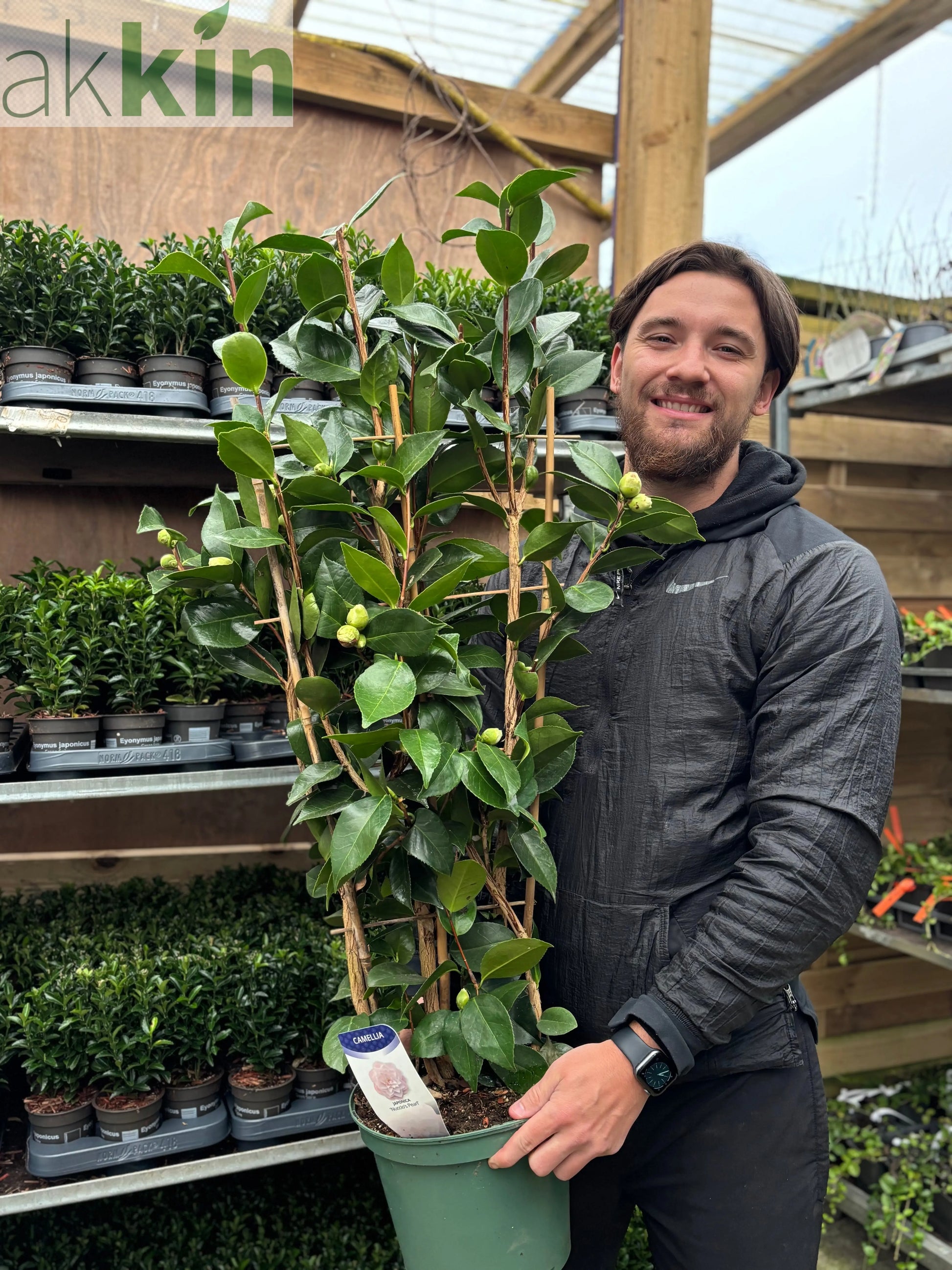 Camellia japonica 'Nuccio's Pearl' 60cm / 100cm One Click Plants