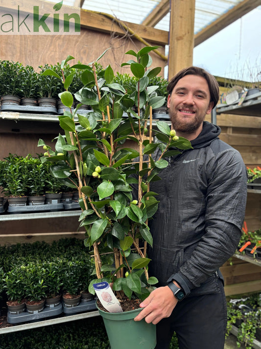Camellia japonica 'Nuccio's Pearl' 60cm / 100cm One Click Plants