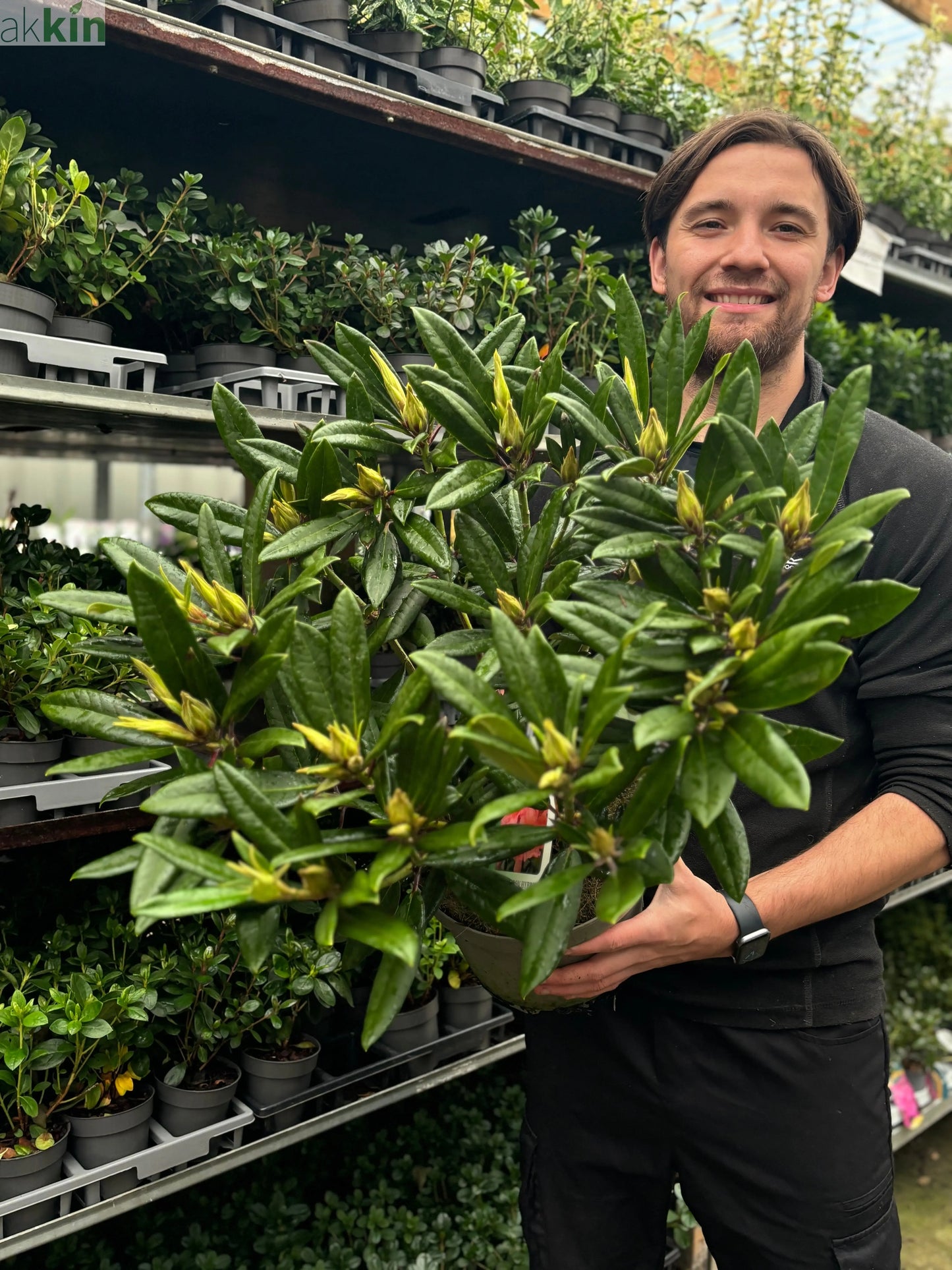 Rhododendron 'Tortoischell Orange' 5L One Click Plants