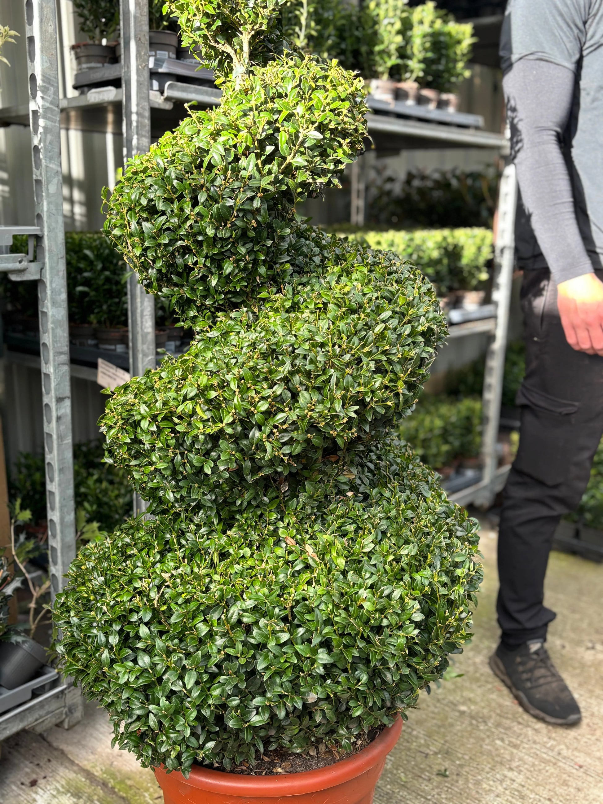 Buxus Spiral | Buxus sempervirens Topiary | Box Spiral One Click Plants