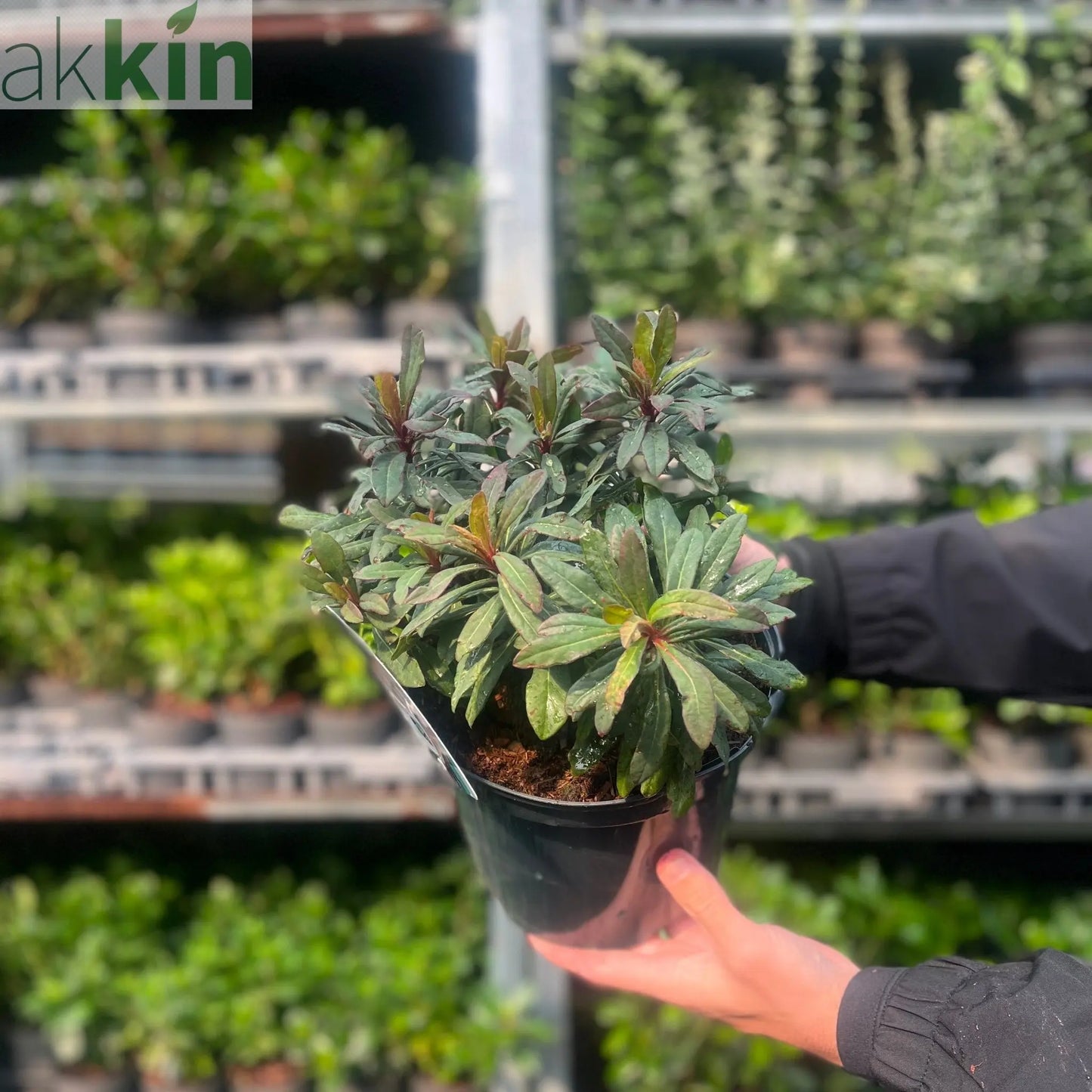 Euphorbia amygdaloides 'Ruby Glow' 3L One Click Plants