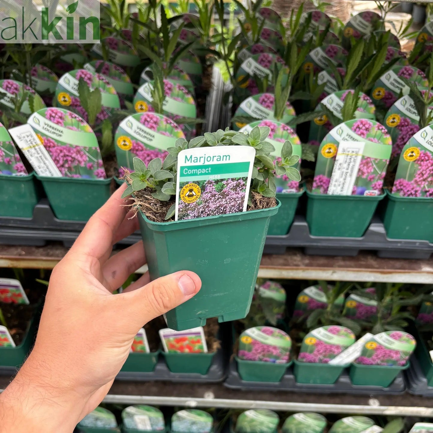 Marjoram compact 9cm One Click Plants