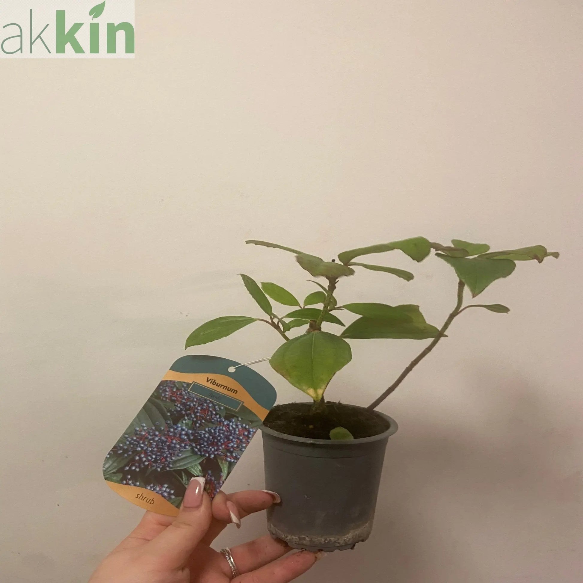 Viburnum davidii 9cm One Click Plants