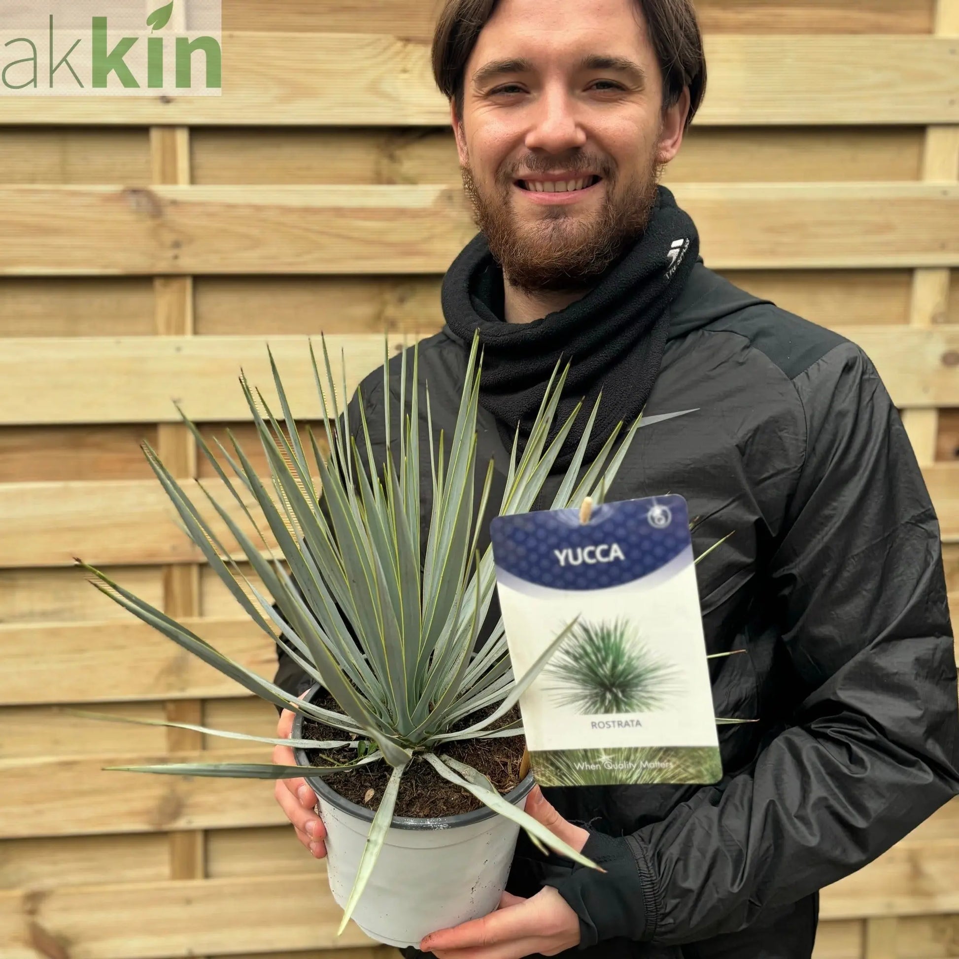 Yucca rostrata 'Blue Swan' 40-50cm 2L One Click Plants
