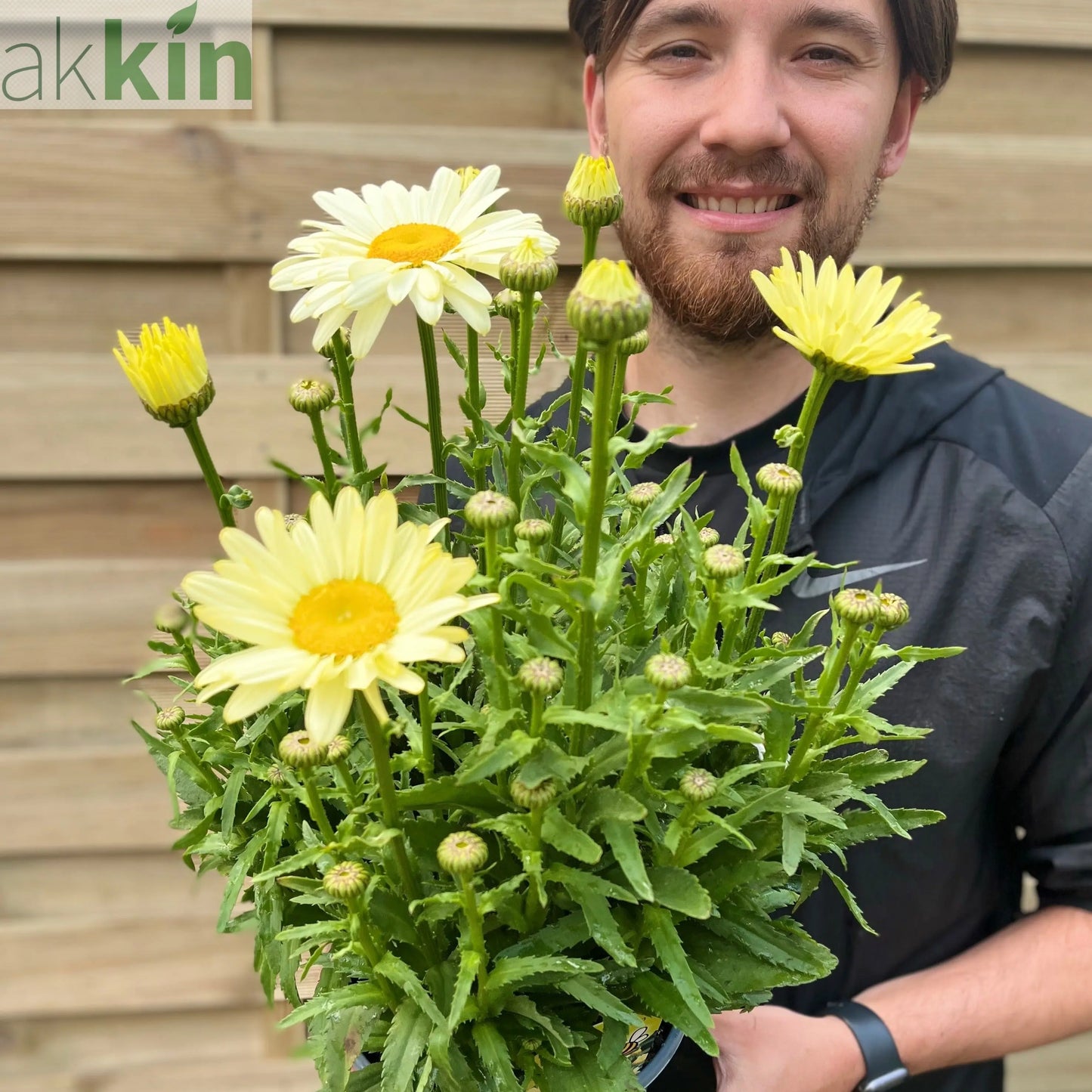 Leucanthemum 'Gelb' 3L One Click Plants