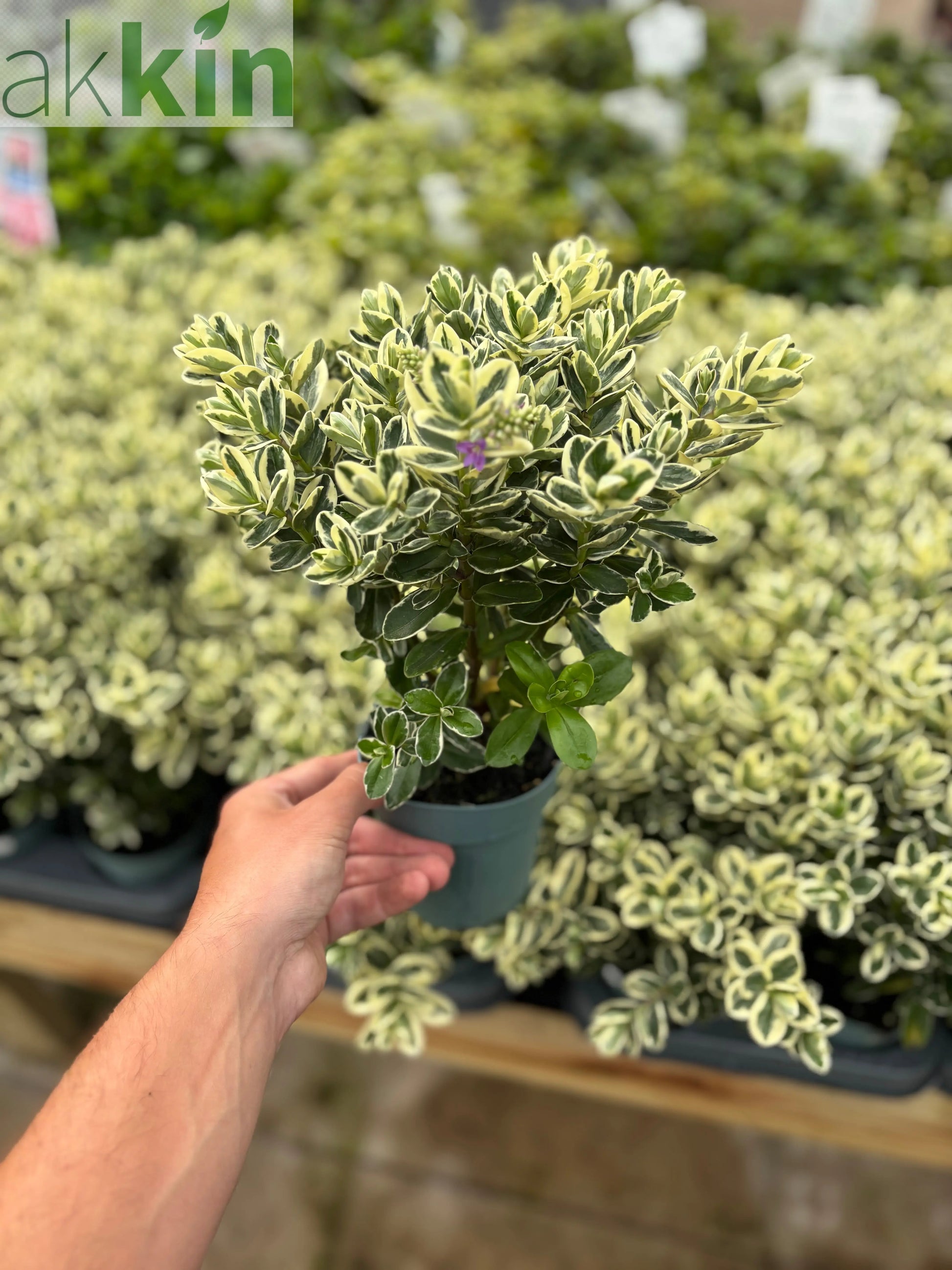 Variegated Hebe andersonii Katrina 1L/5L One Click Plants