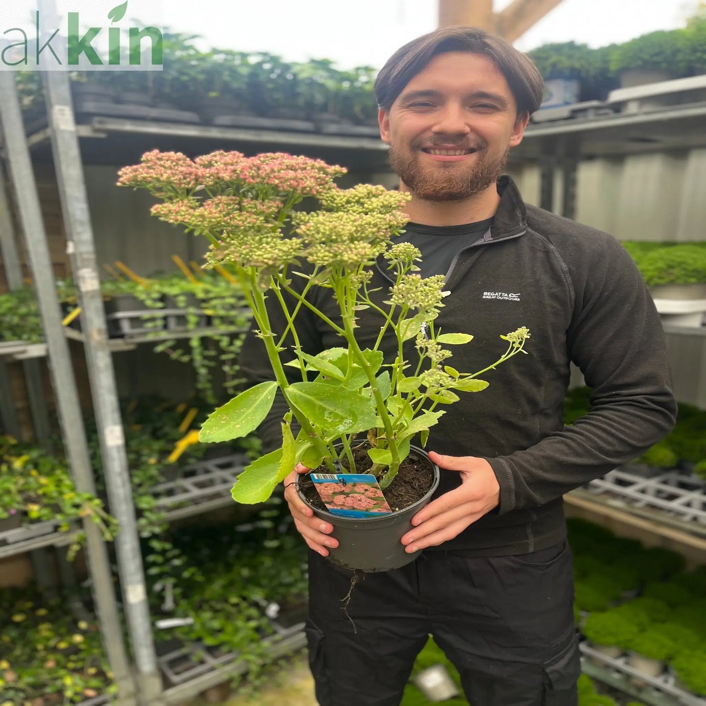 Sedum 'Herbstfreude' 2L One Click Plants