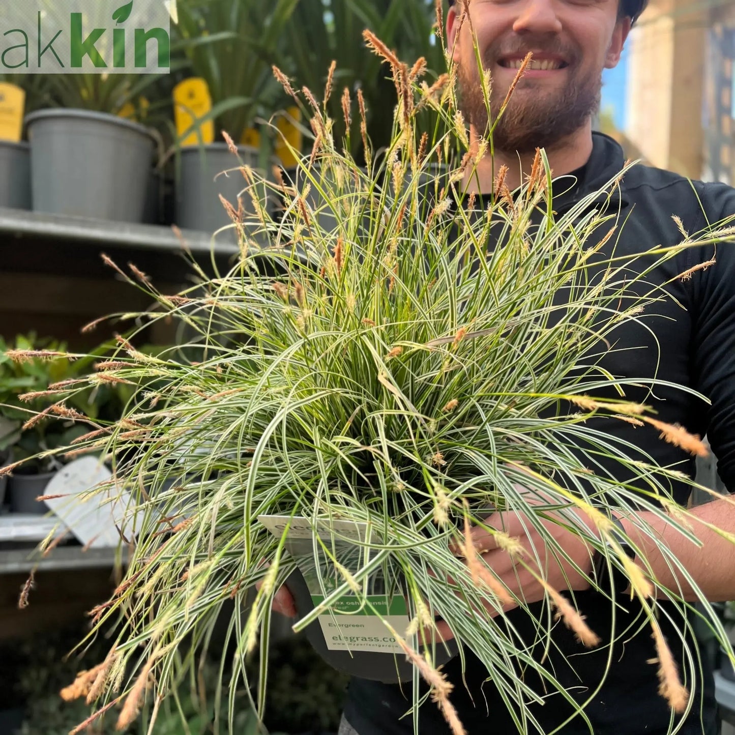 Carex - Everest | Ornamental Grass 9cm / 1L / 2L One Click Plants