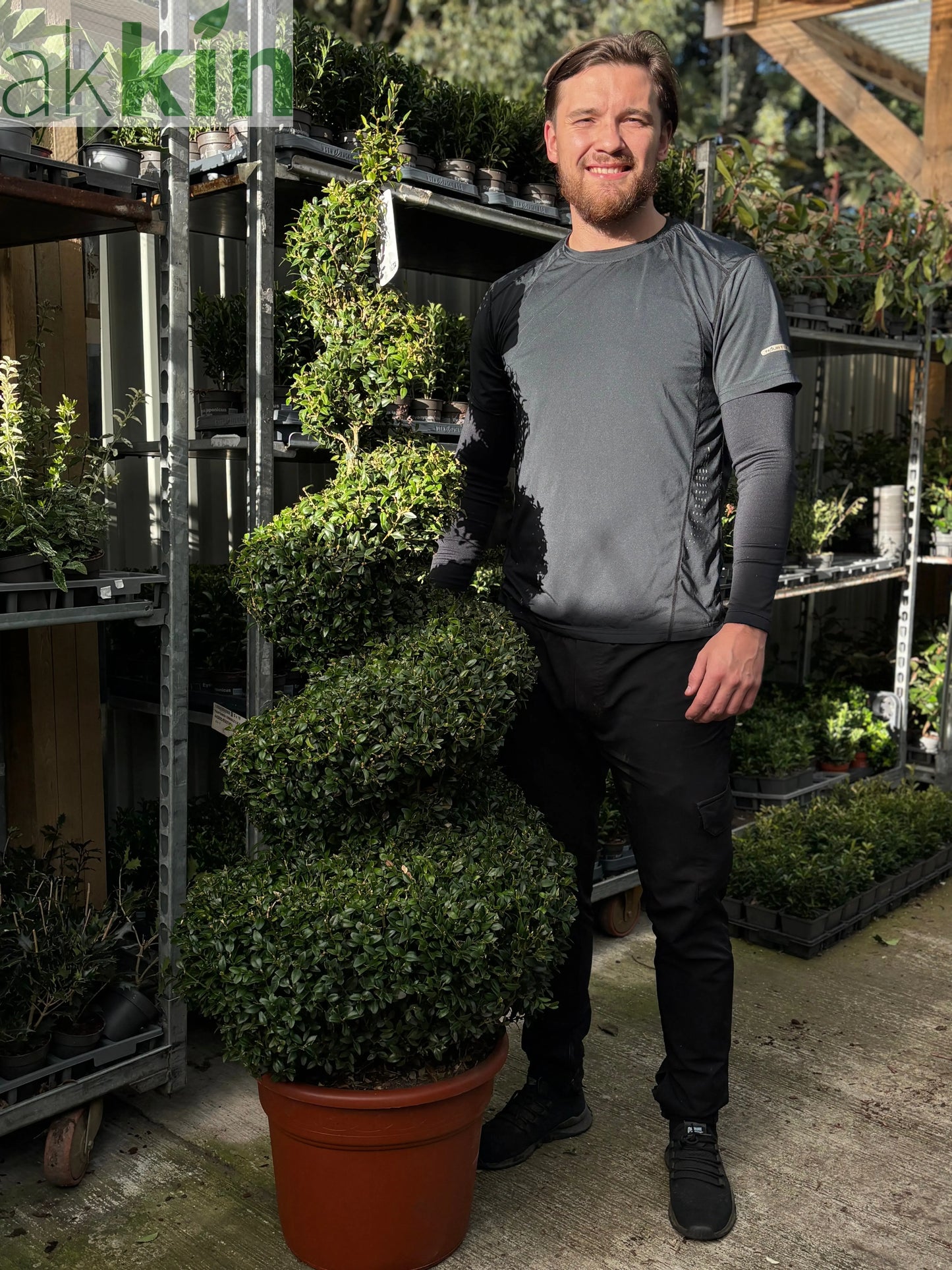 Buxus Spiral | Buxus sempervirens Topiary | Box Spiral One Click Plants