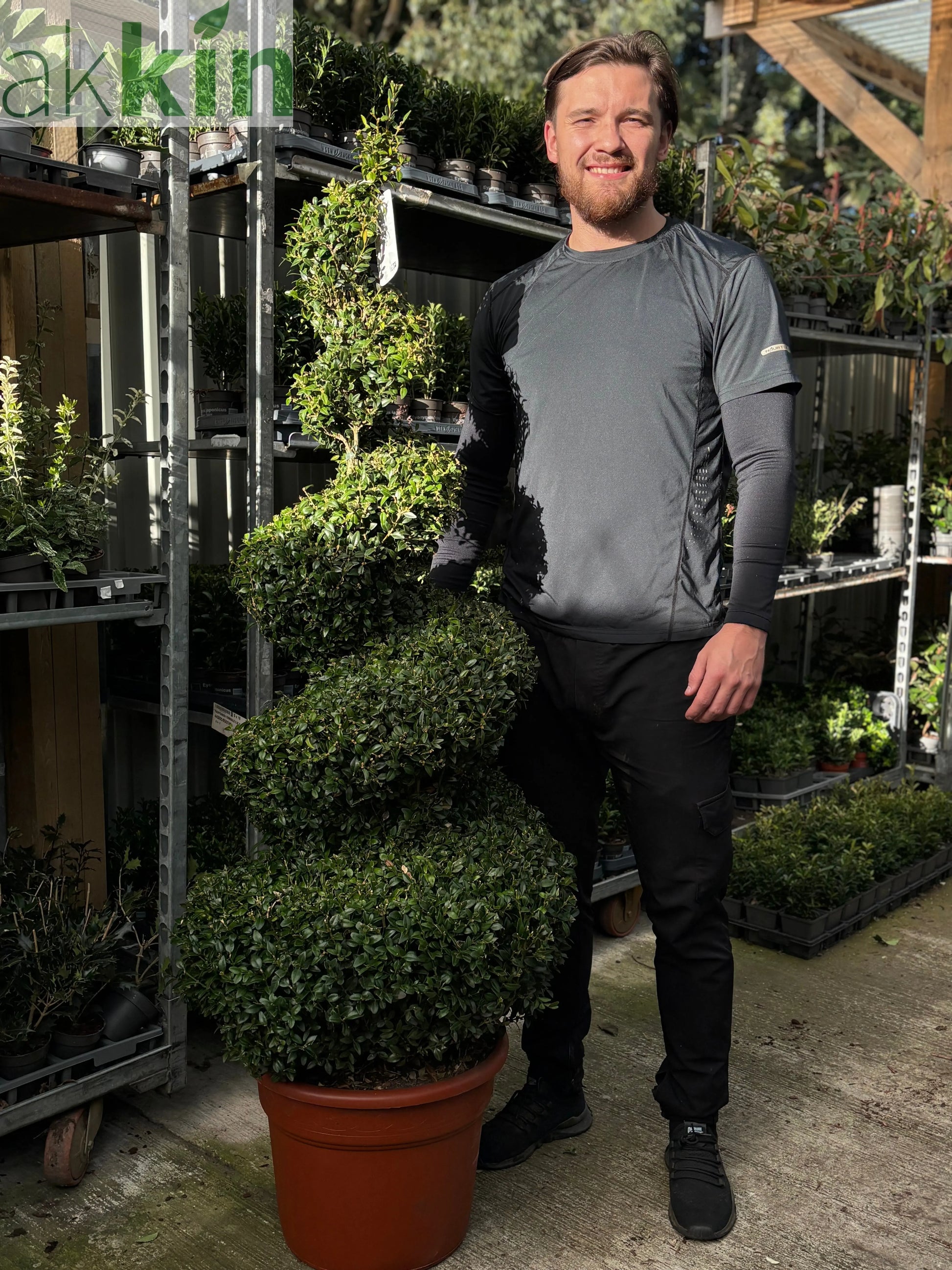 Buxus Spiral | Buxus sempervirens Topiary | Box Spiral One Click Plants