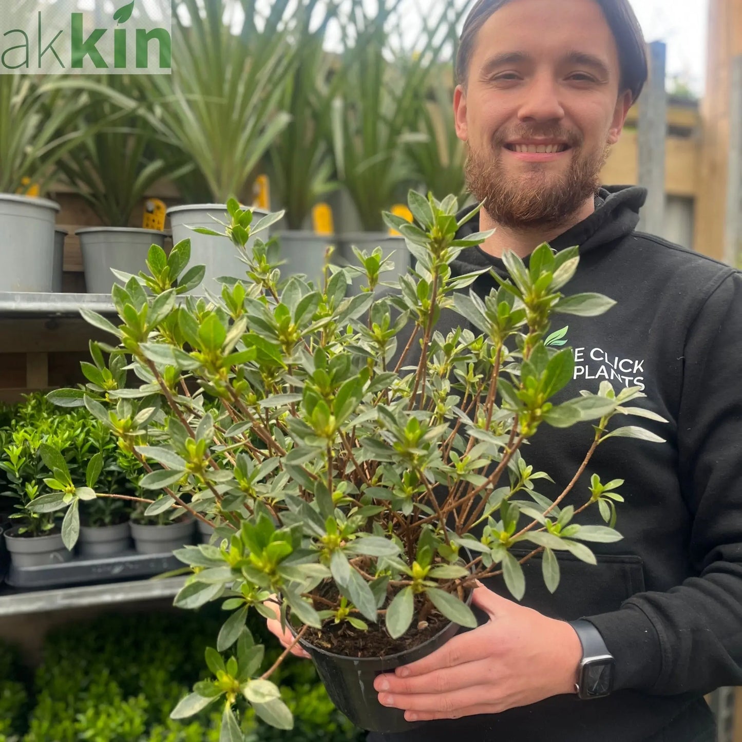 Azalea 'Hendrik's White' 2L One Click Plants
