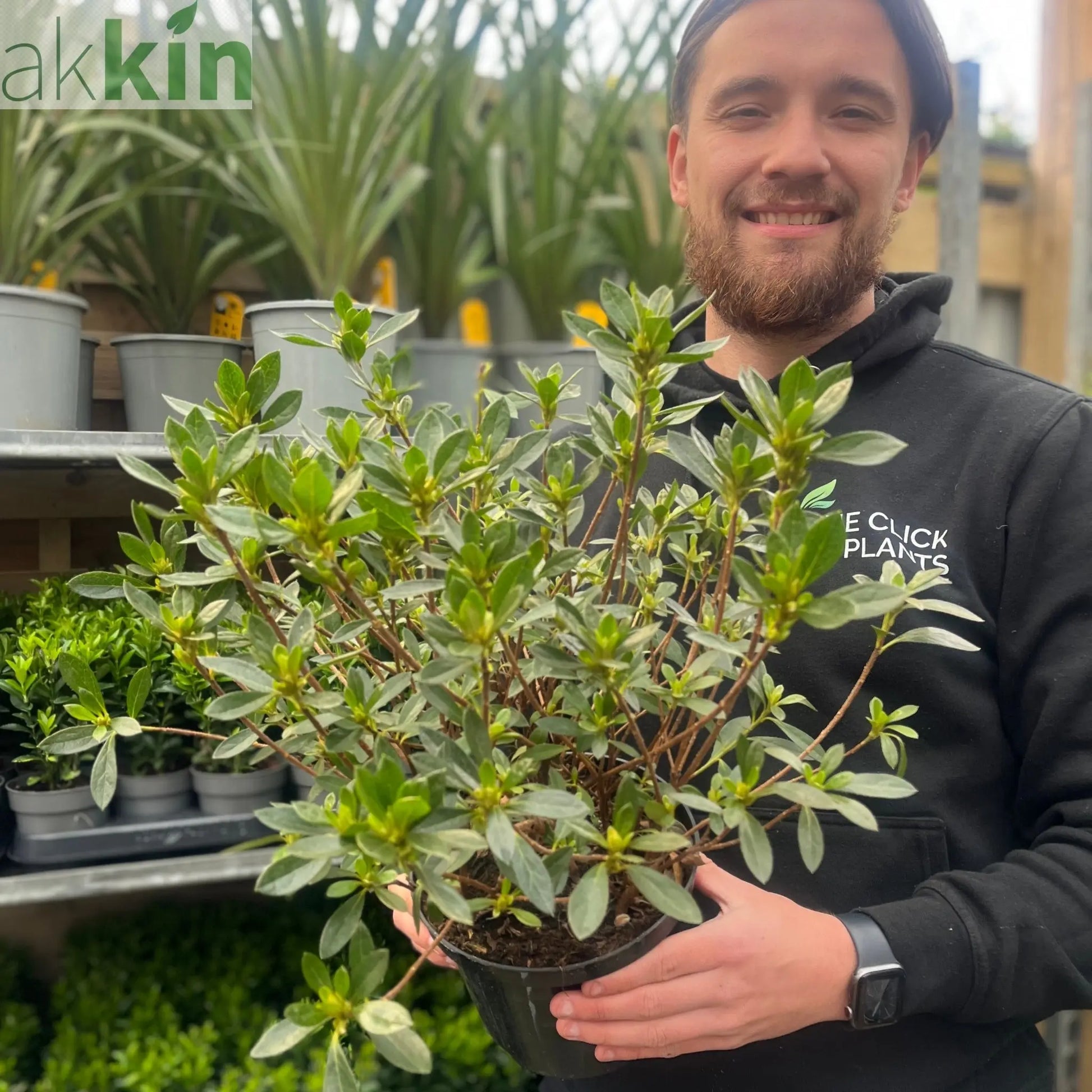 Azalea 'Hendrik's White' 2L One Click Plants