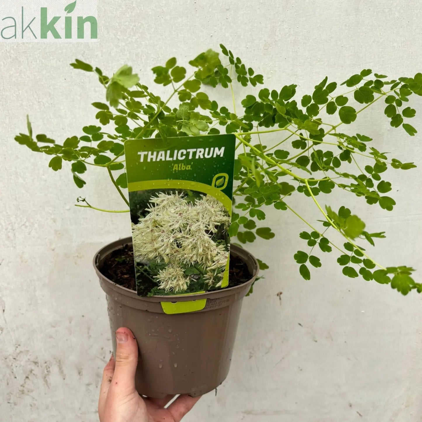 Thalictrum 'Alba' 2L One Click Plants